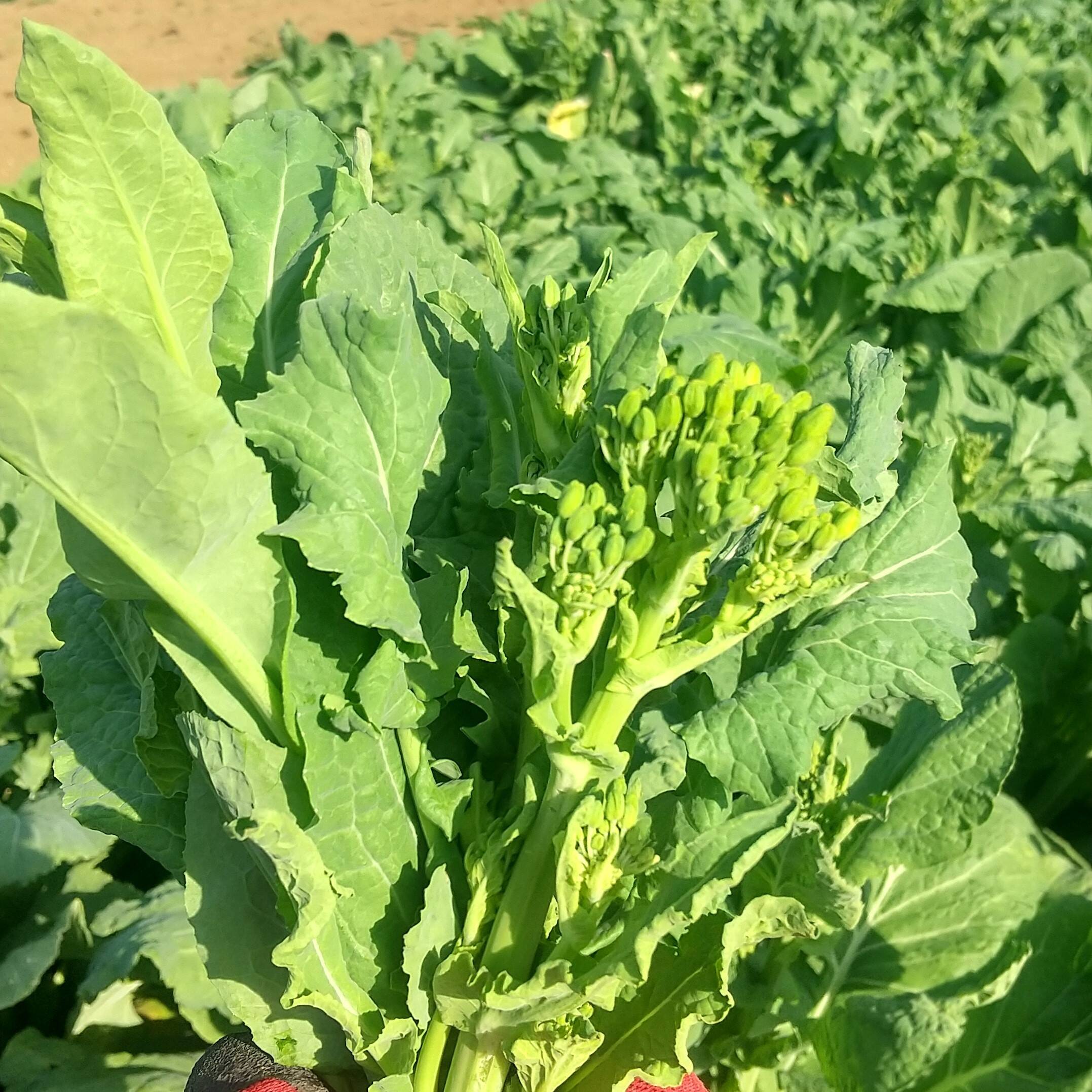 菜の花 菜花 野菜