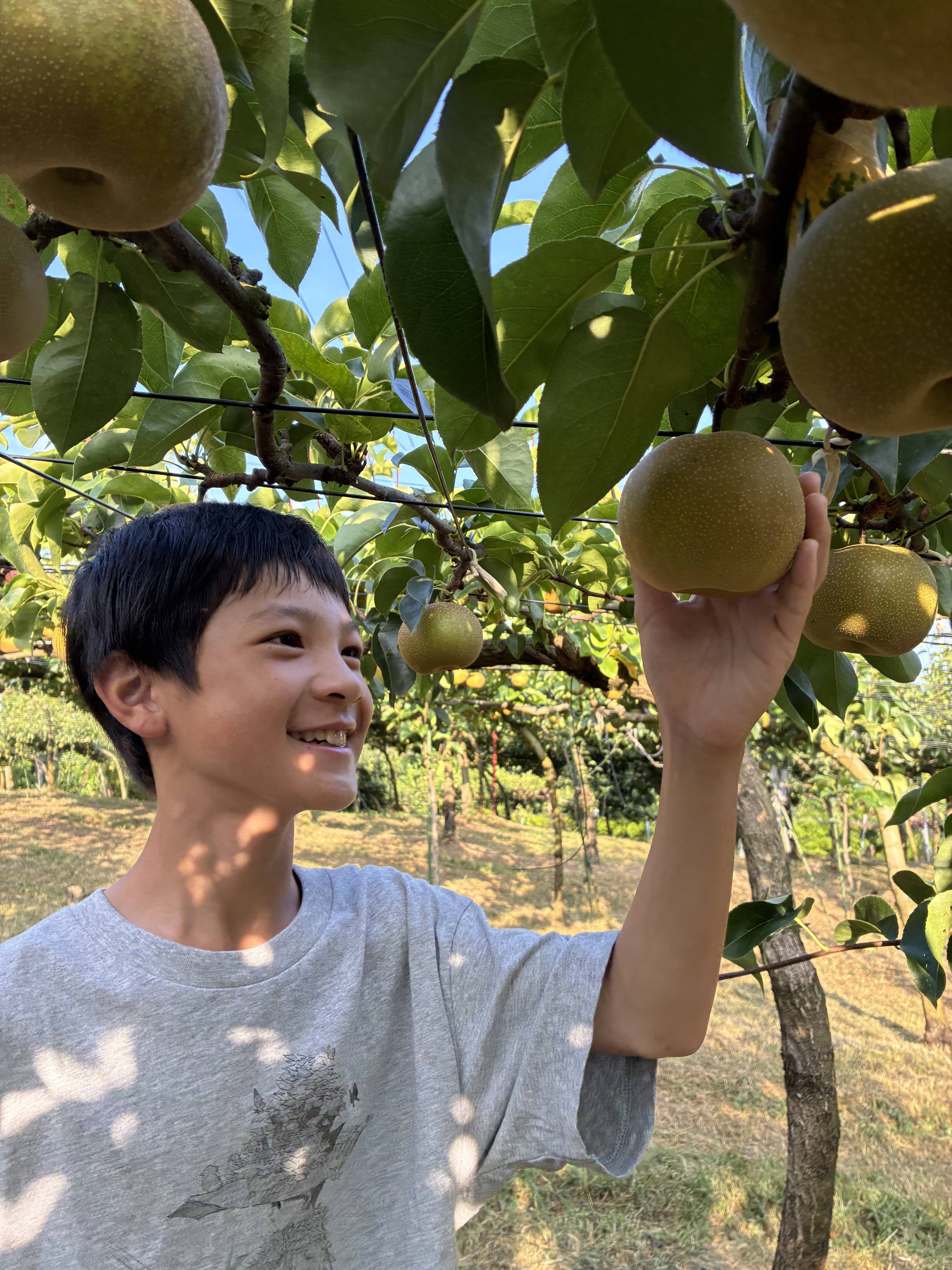 夏到来！ 梨で水分チャージ！ 幸水3キロ 6~9個入り大玉：長野県産の幸