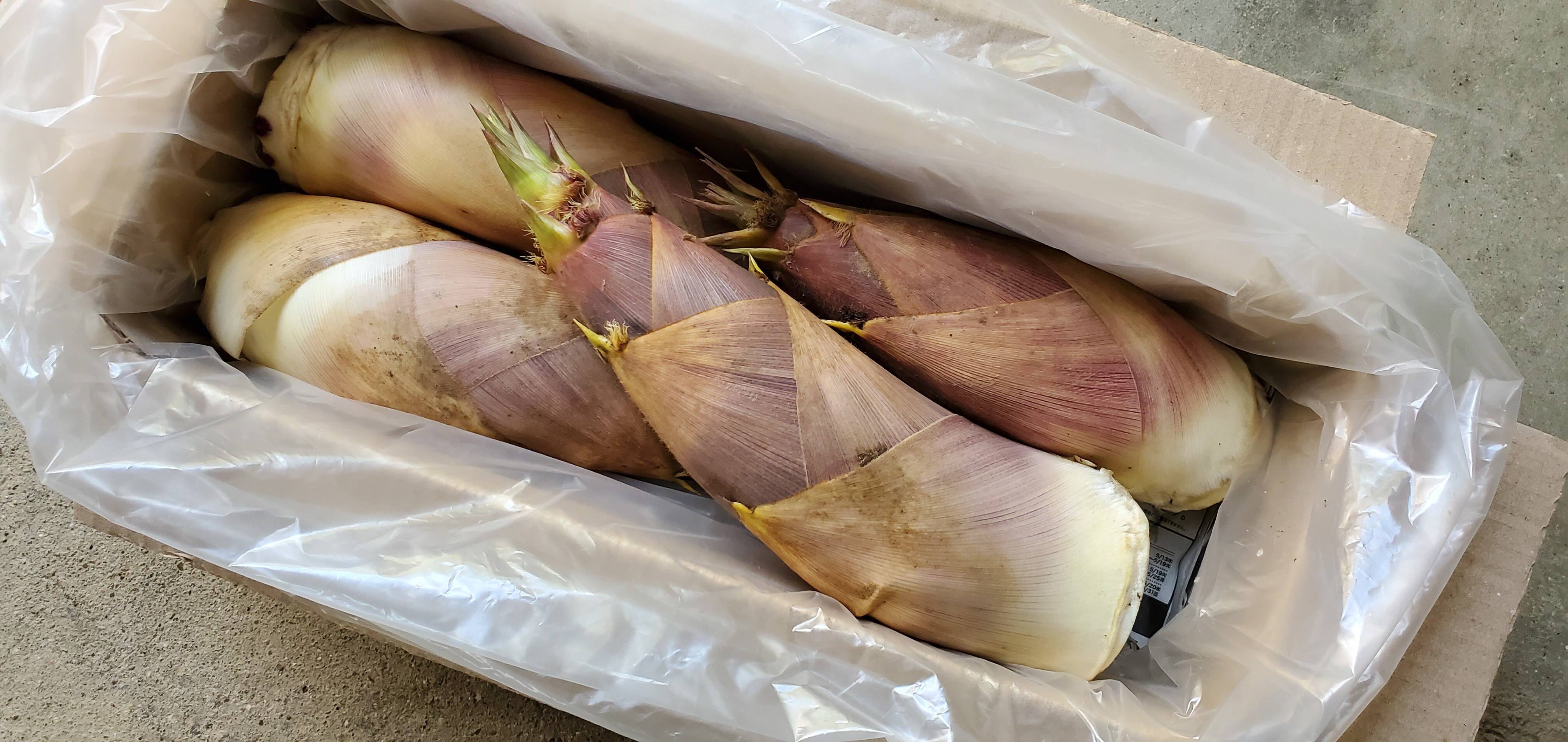 京都山城産 朝掘り筍 淡竹 ハチク 2kg 京都府産の野菜 食べチョク 産地直送 産直 お取り寄せ通販 農家 漁師から旬の食材を直送