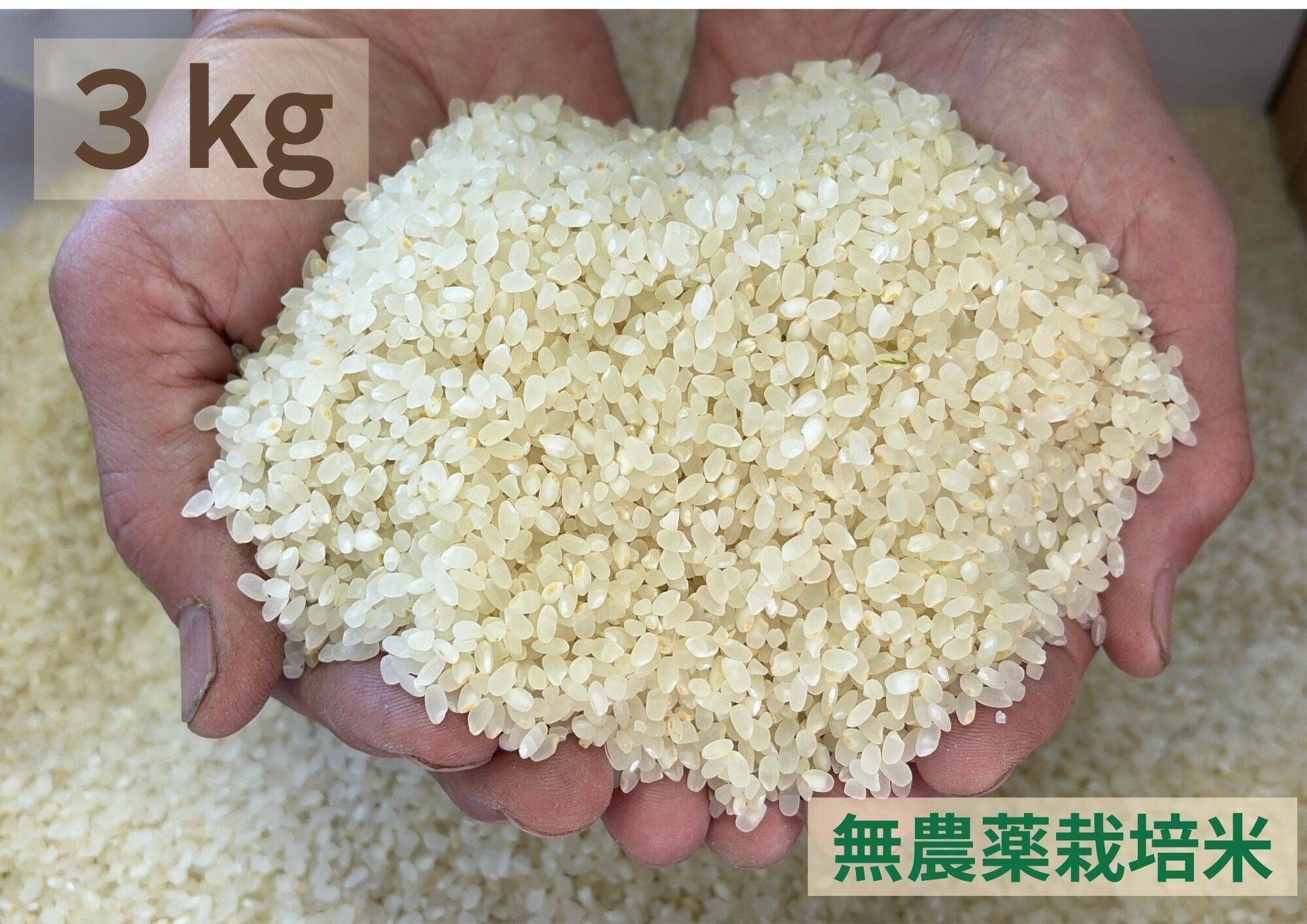 令和7年産【農薬不使用】コシヒカリ 白米 3kg：長野県産のお米｜食べ