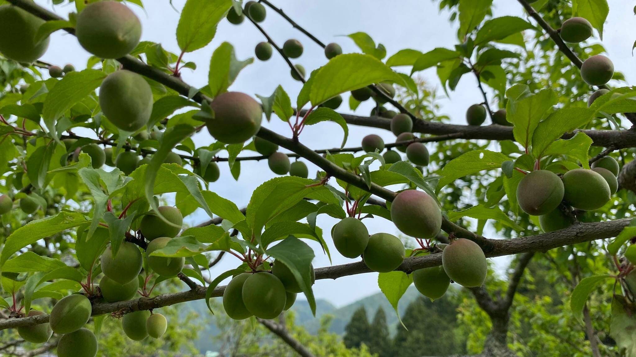 自然栽培の紅映梅 5kg 梅干し用：福井県産の紅映｜食べチョク｜産地