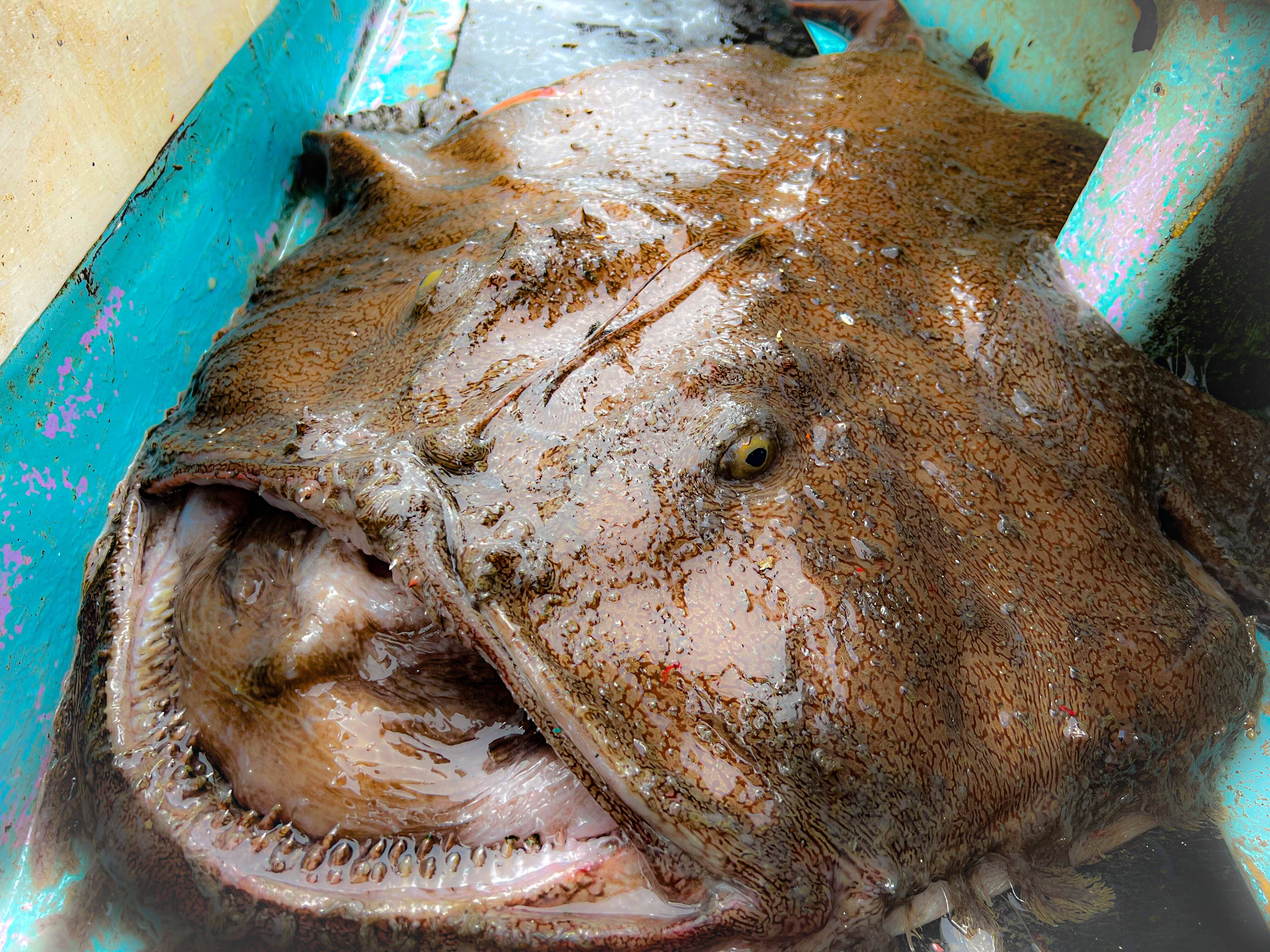 秋田県産 アンコウbox 剥きアンコウ急速冷凍 秋田県産の魚介類 食べチョク 産地直送 産直 お取り寄せ通販 農家 漁師から旬の食材を直送