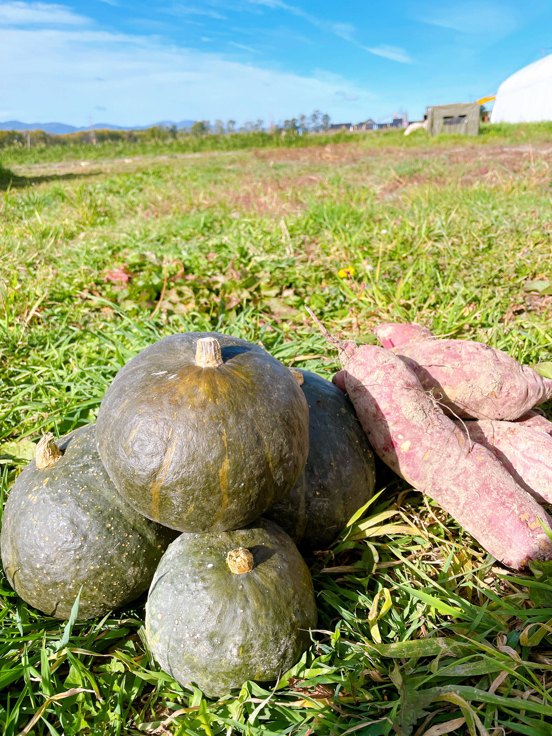 北海道産かぼちゃとさつまいもセット 5kg】 栽培期間中農薬不使用