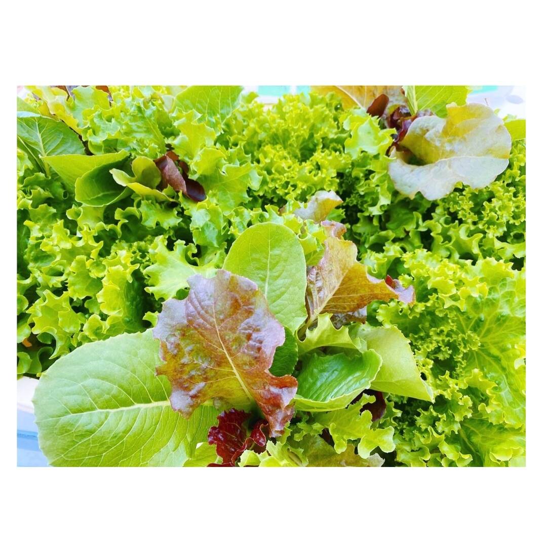 お買い得!!】レタス好き必見！新鮮採れたてカラフルレタスセット【7