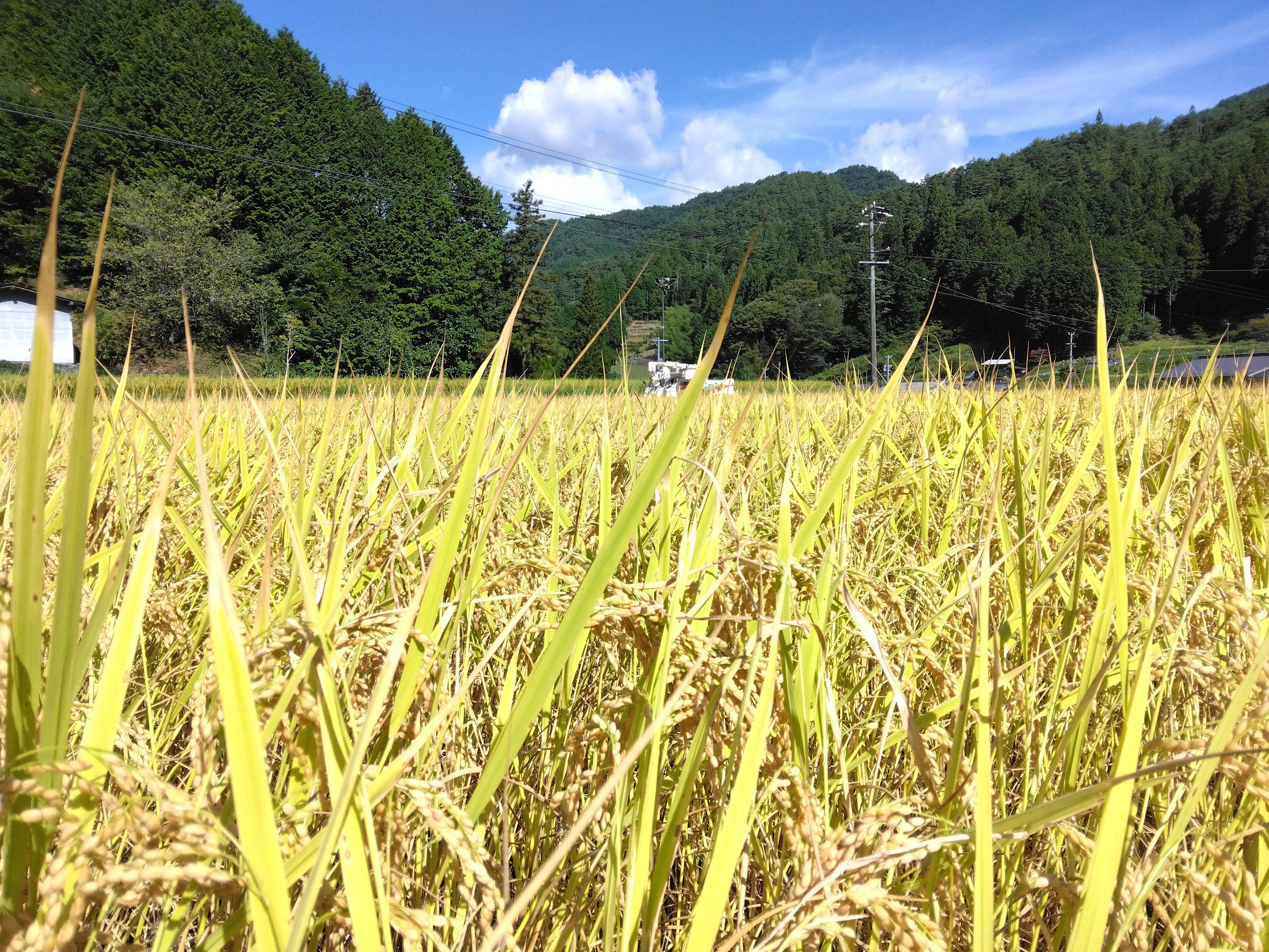 R.7新米｢飛騨コシヒカリ｣玄米20㎏：岐阜県産のお米｜食べチョク｜産地