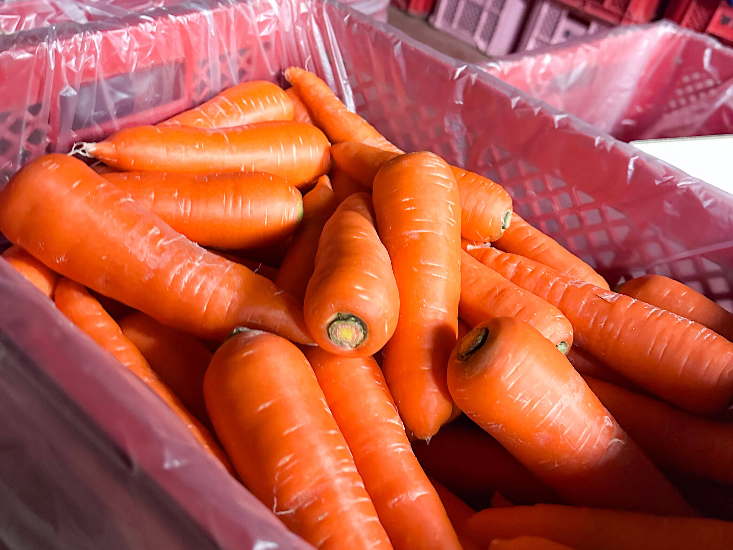 子どもにも食べやすい甘さのにんじん｜人参2kg：長崎県産のアロマ