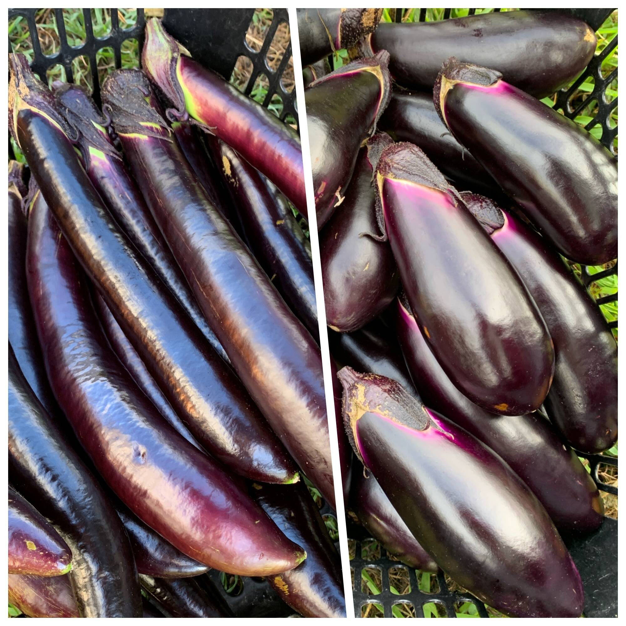 なす 自然栽培】固定種なすセット 真黒茄子＋新長崎長茄子 2kg☆農薬・肥料
