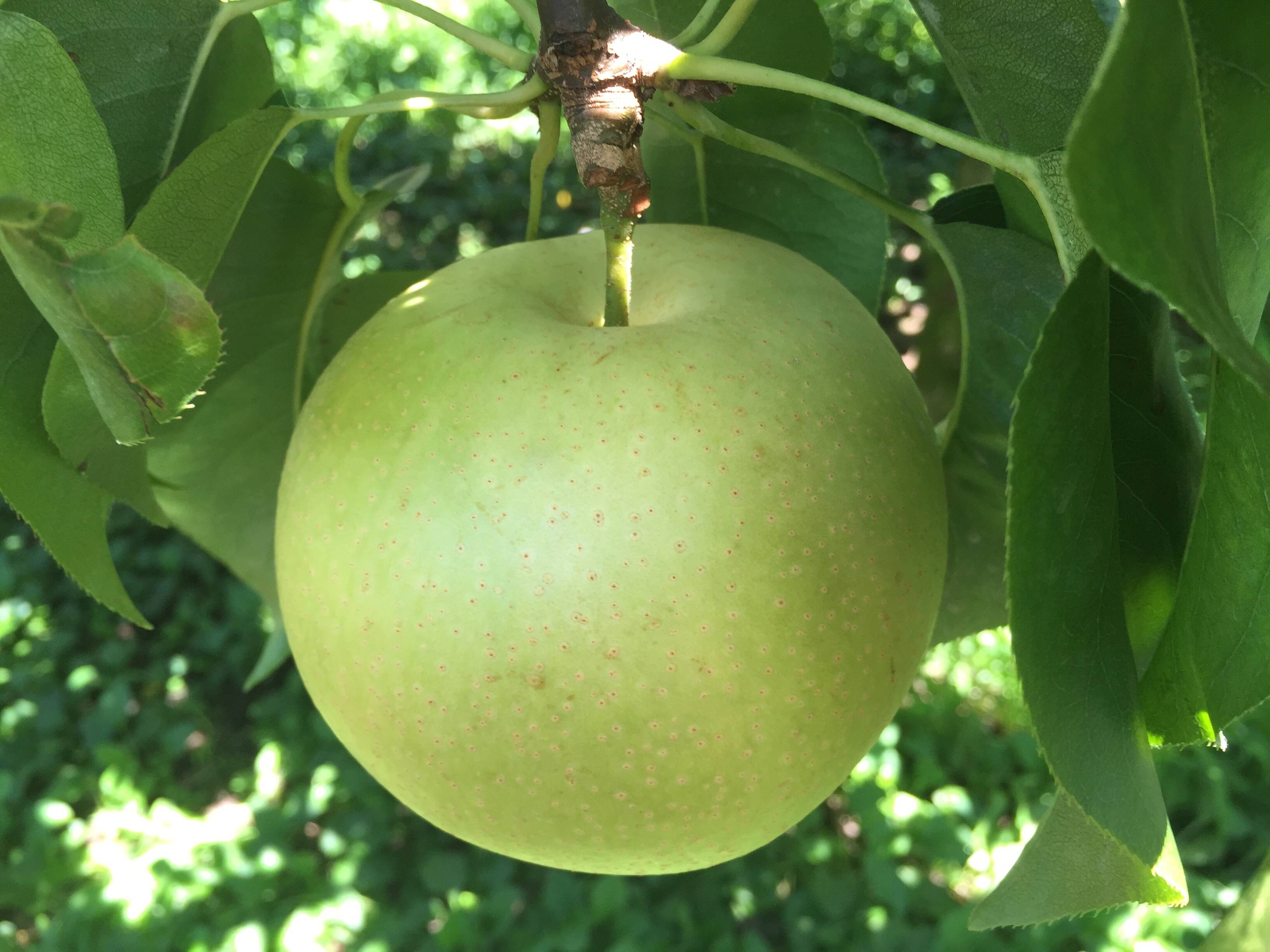 進化した二十世紀梨！ 千葉県産【スーパー二十世紀 - 瑞鳥】3㎏『5～8