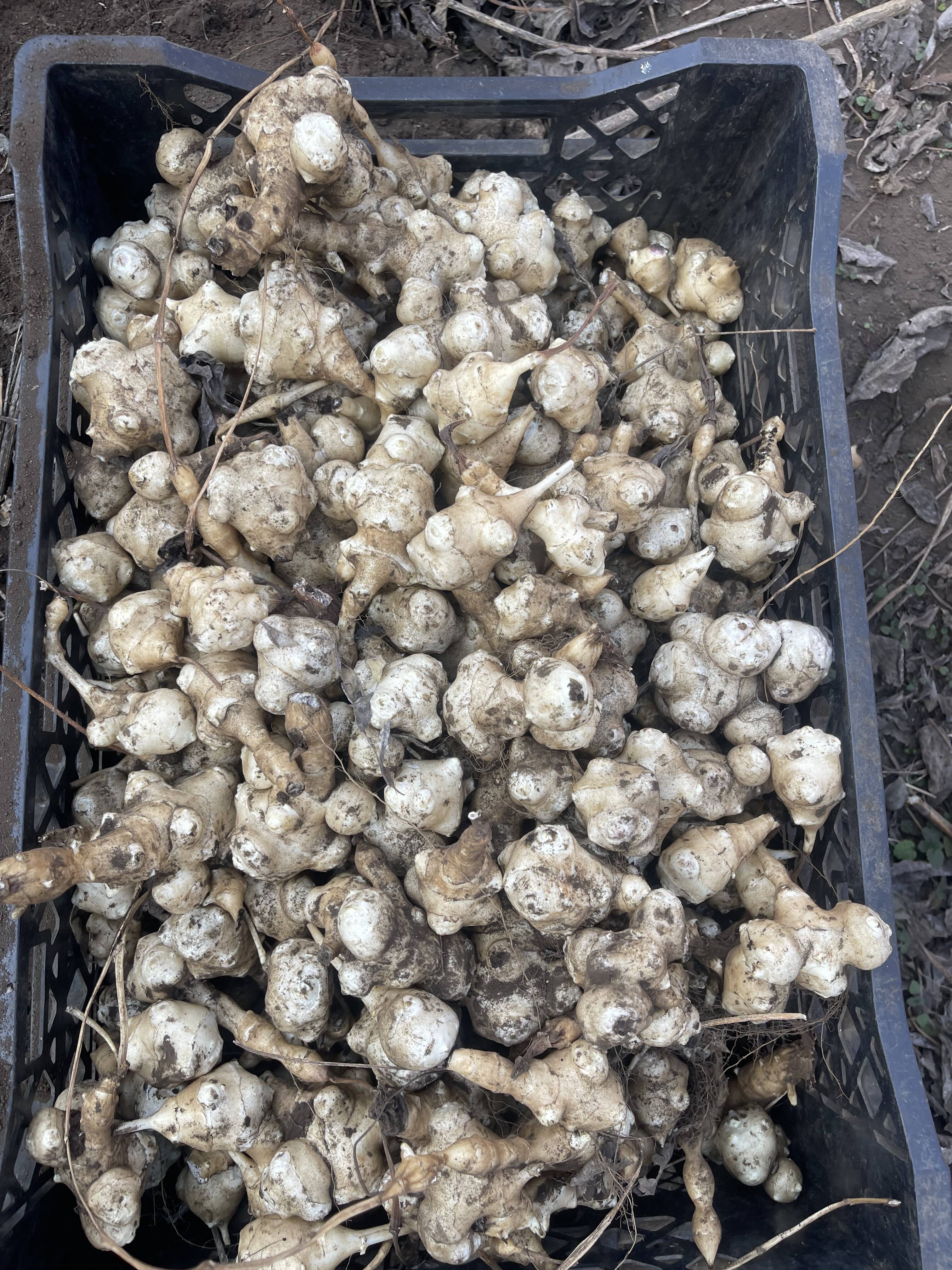 栽培用】菊芋の種芋9kg｜春植え向け：東京都産の白菊芋｜食べチョク