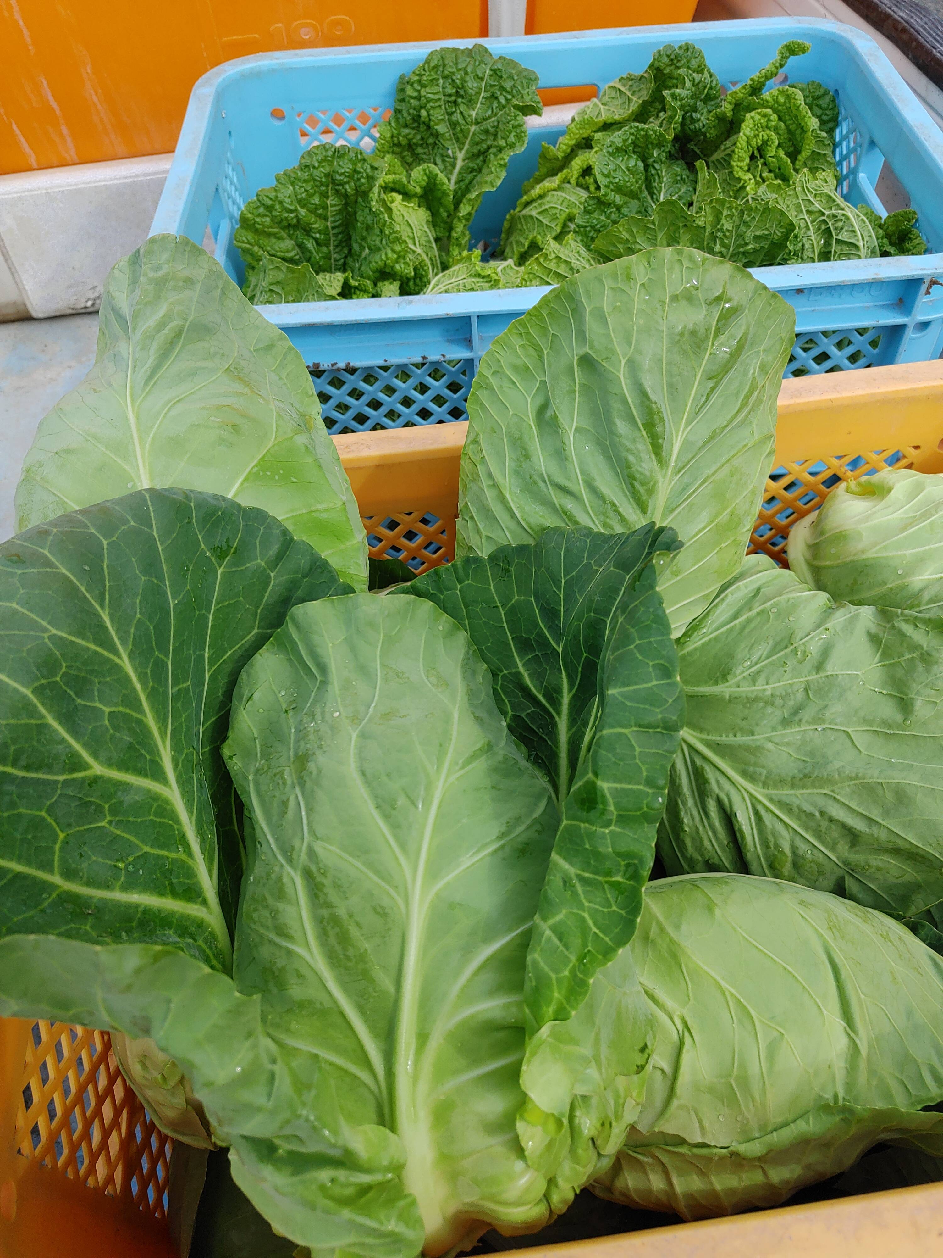 淡路島 タケノコキャベツ3玉：兵庫県産の野菜｜食べチョク｜産地直送