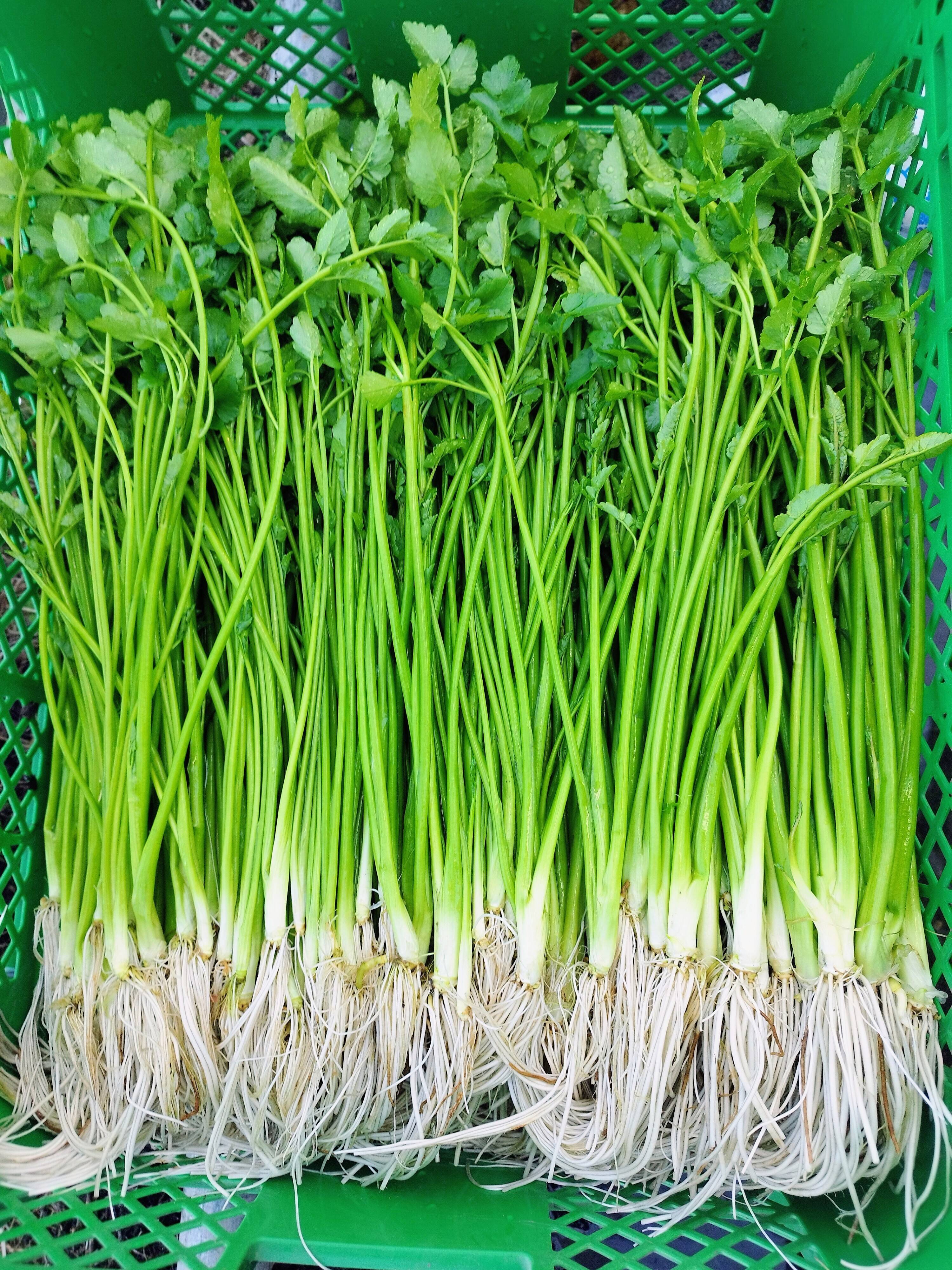 清流の恵み 蔵王セリ500g 宮城県産セリ：宮城県産のその他茎野菜