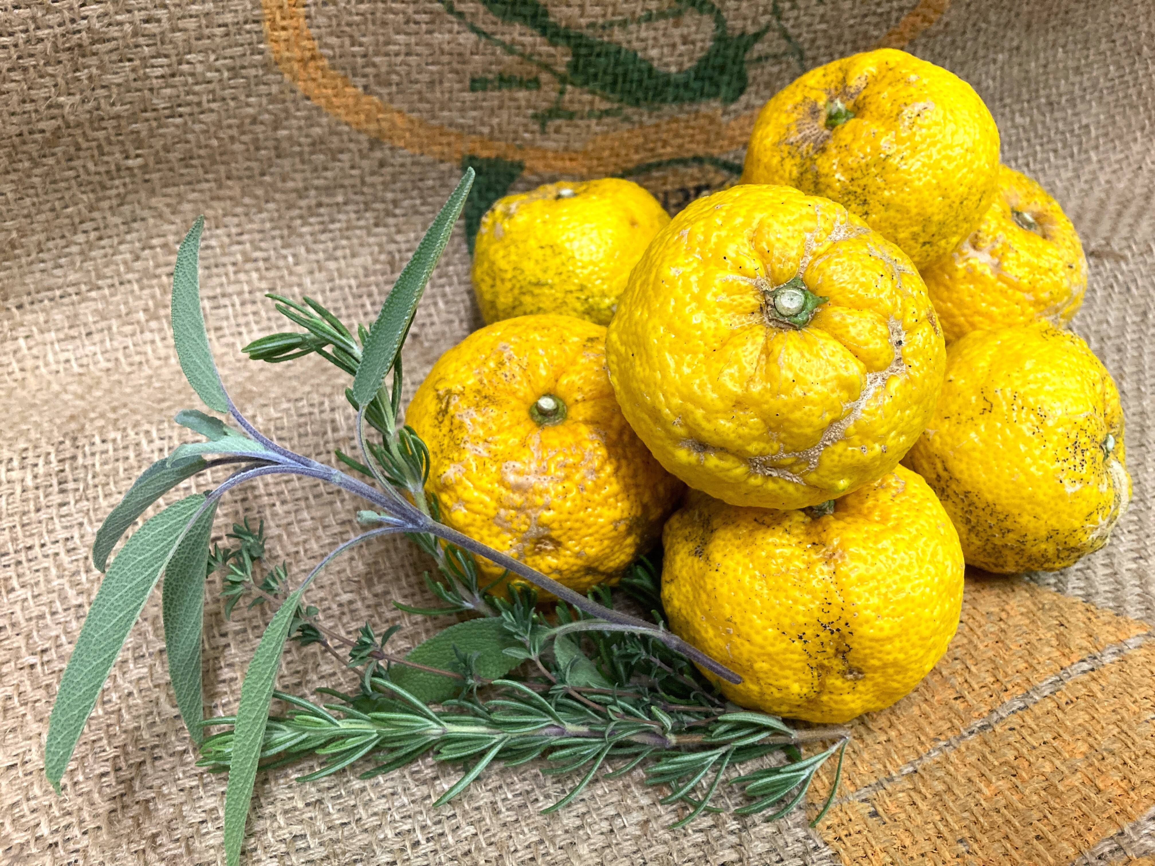 傷あり】高知県産ゆず1㎏ ＃栽培期間中農薬・化学肥料不使用：高知県産