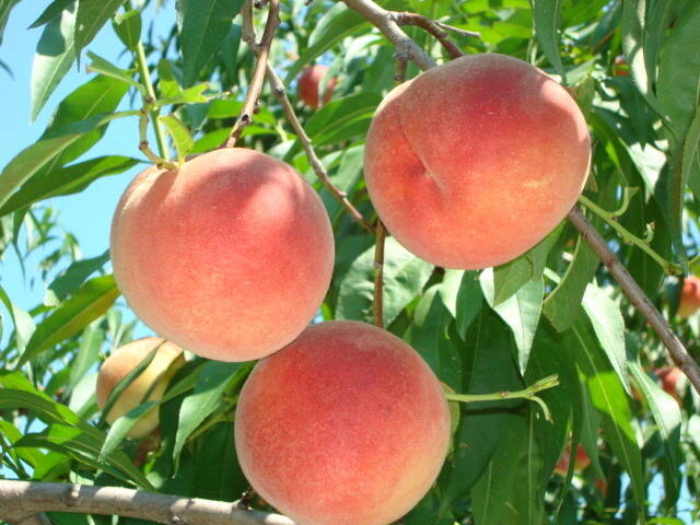 da24d1203554d252c793654a91aad4