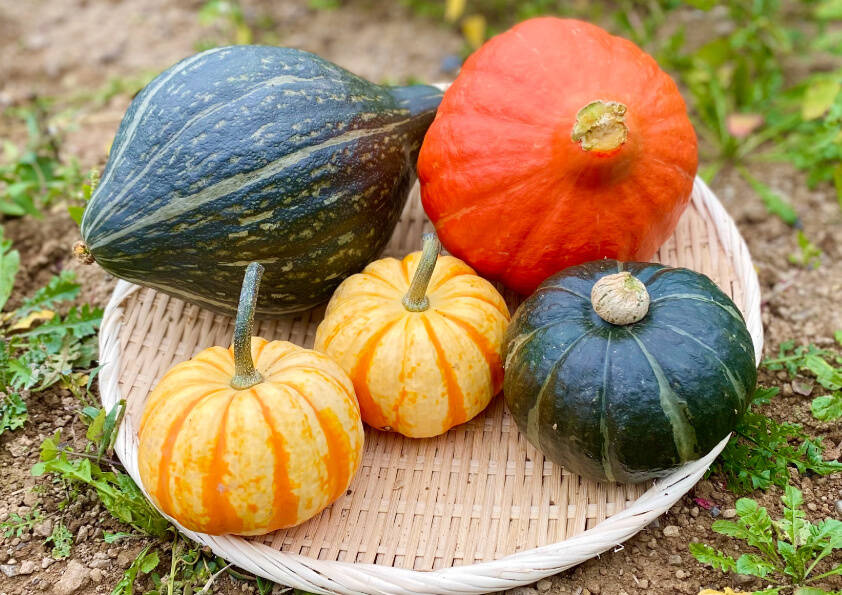🍴 Eating choku ｜ ★ Value pumpkin set ★ Loron pumpkin (1 piece), ripe colinkey (1 piece), Puccini (2 balls), Botchan pumpkin (1 piece) [Chemical pesticides and chemical fertilizers not used ...