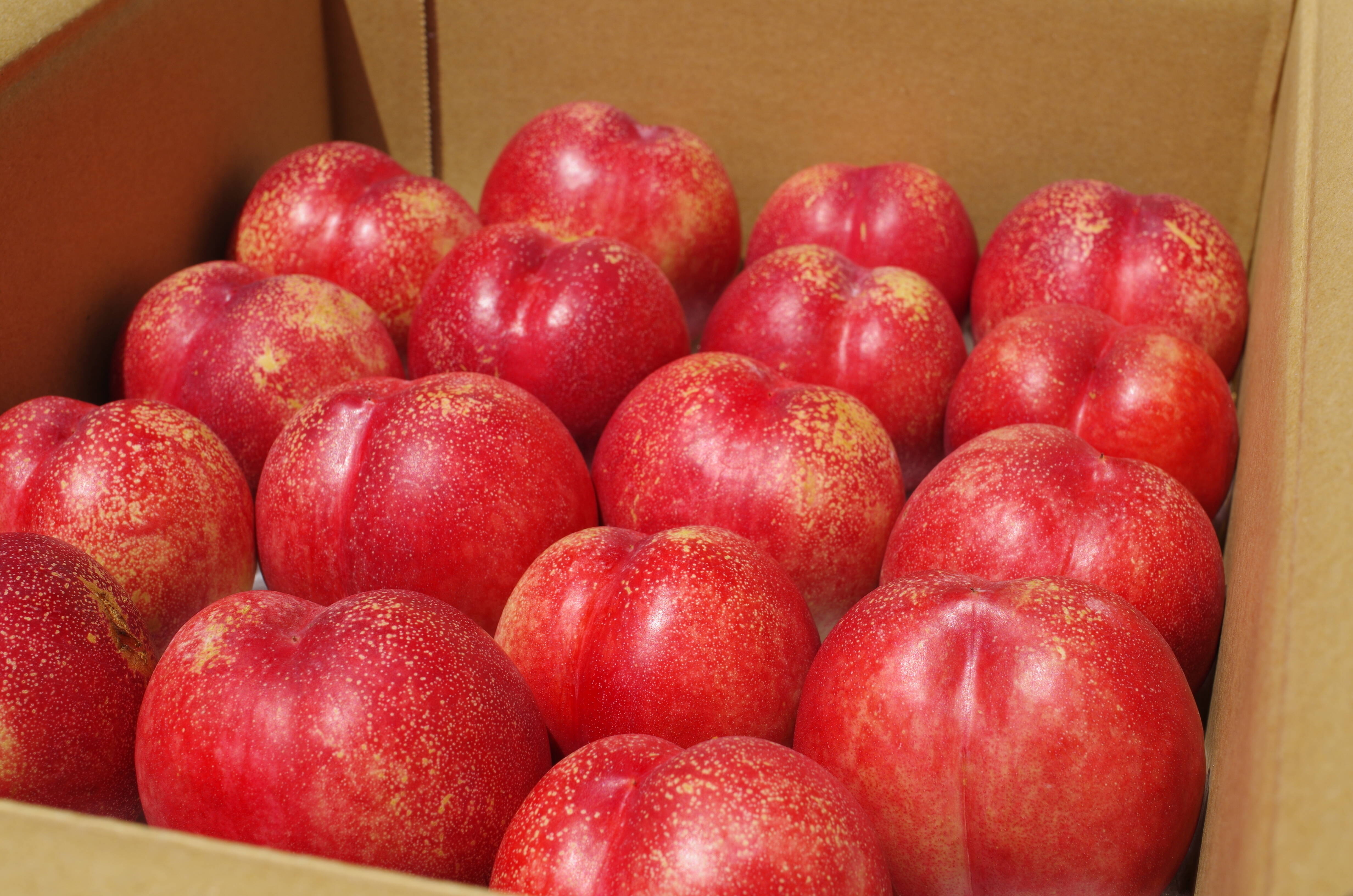 お中元】【夏ギフト】信州産サマークリスタル 4kg（18～25玉