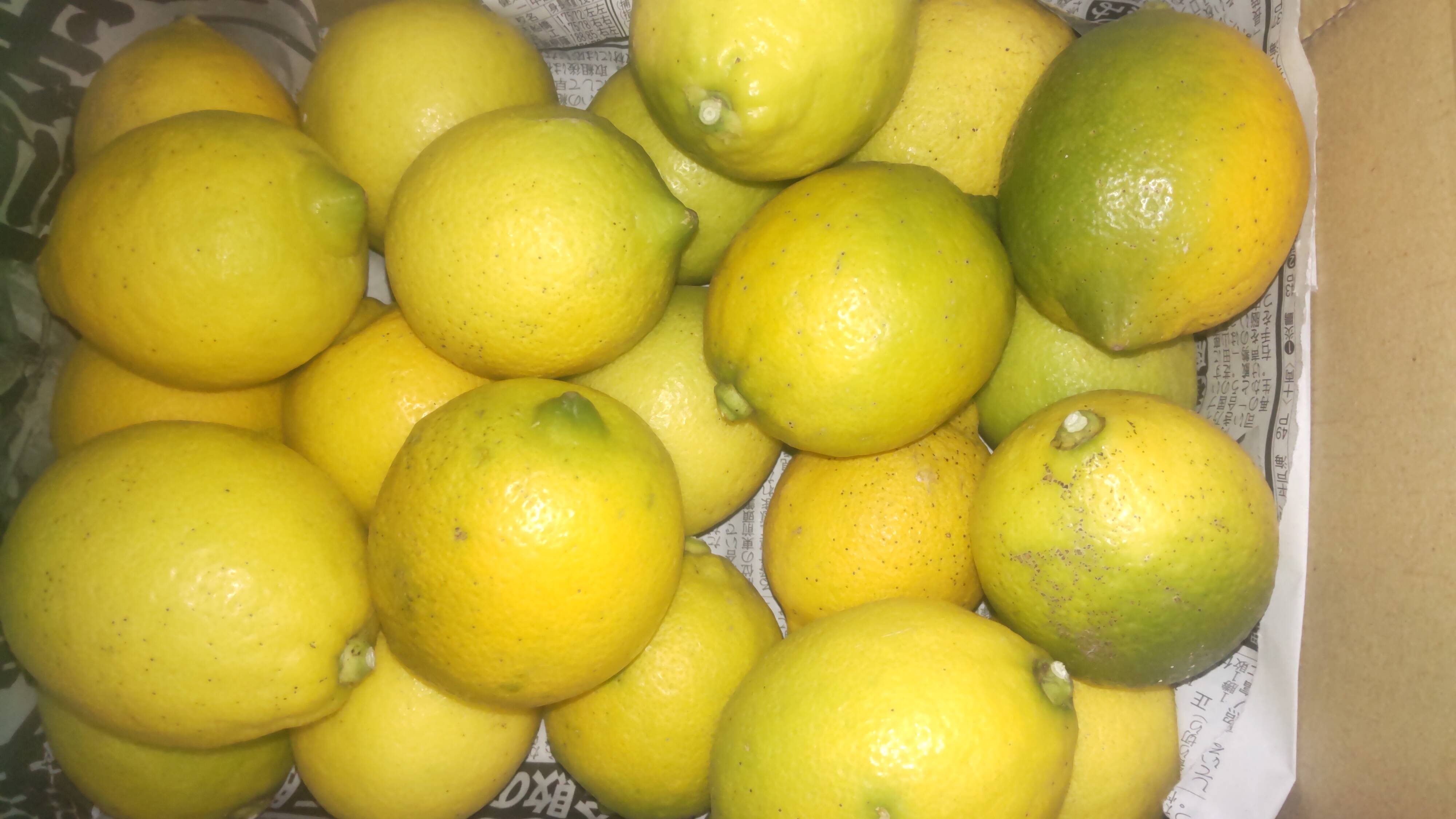 広島県産レモン、防腐剤、ワックス不使用 皮ごと使用できる 訳あり品