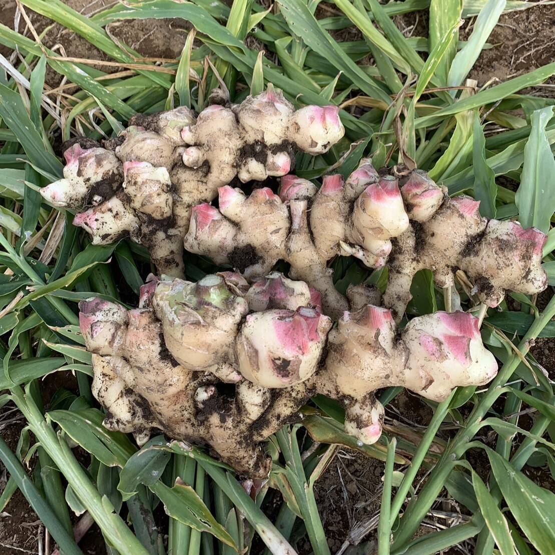 新生姜 1kg：茨城県産のその他薬味・スパイス｜食べチョク｜産地直送