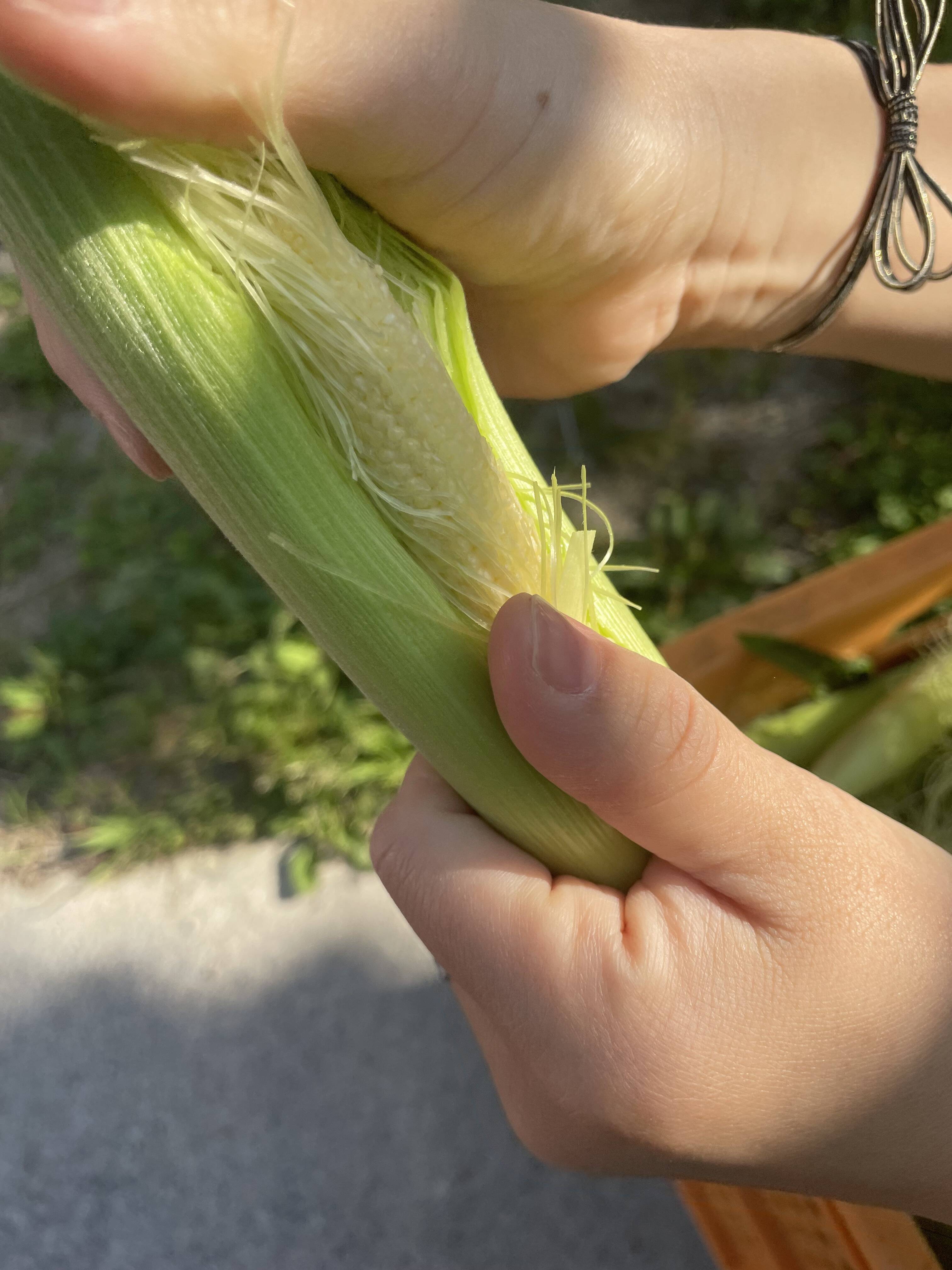 早朝採り！当日発送！皮付き髭付き新鮮ベビーコーン🌽 20本