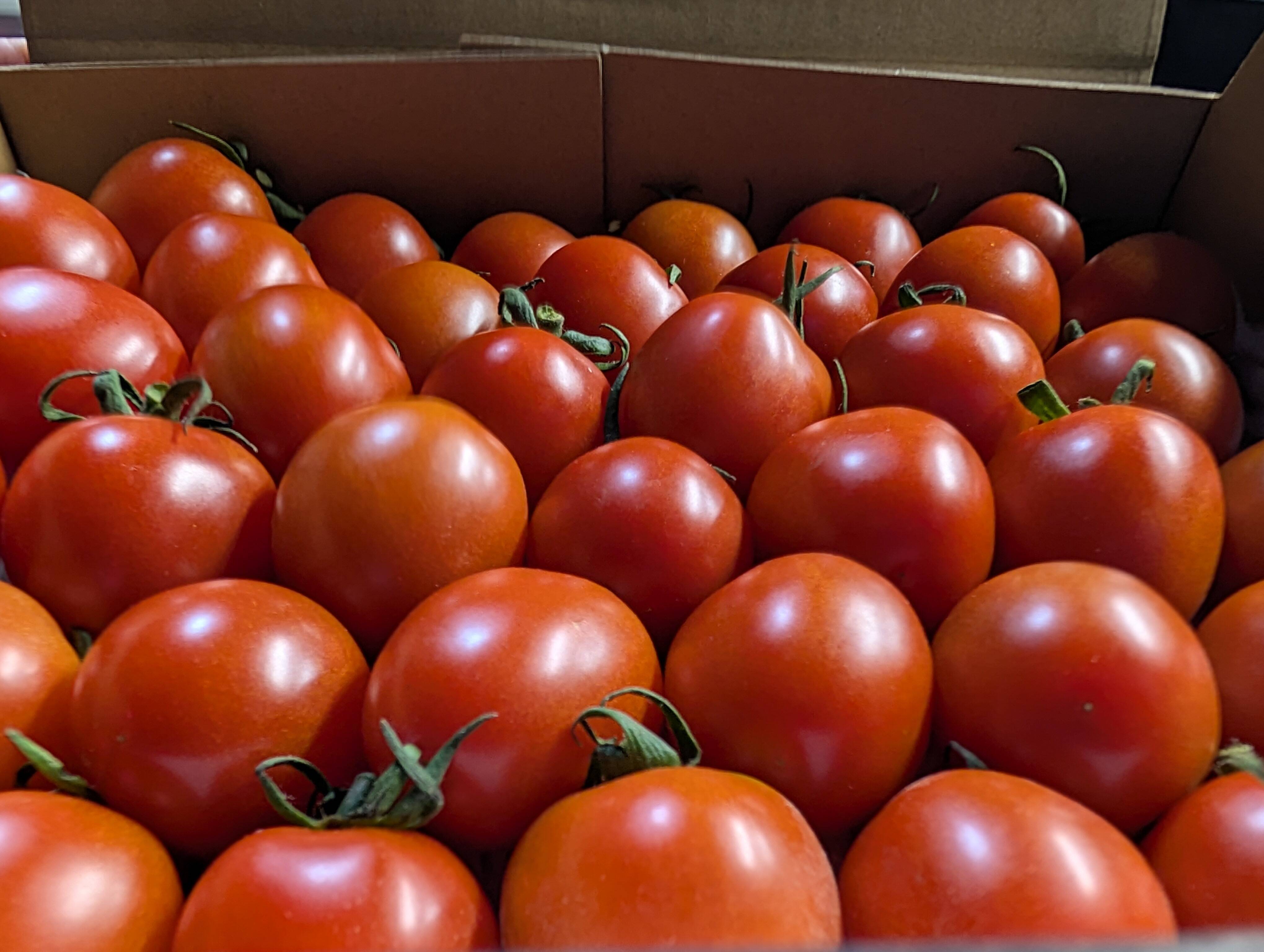 熊本産トマト 16Kg 熊本産トマト16Kg㎏