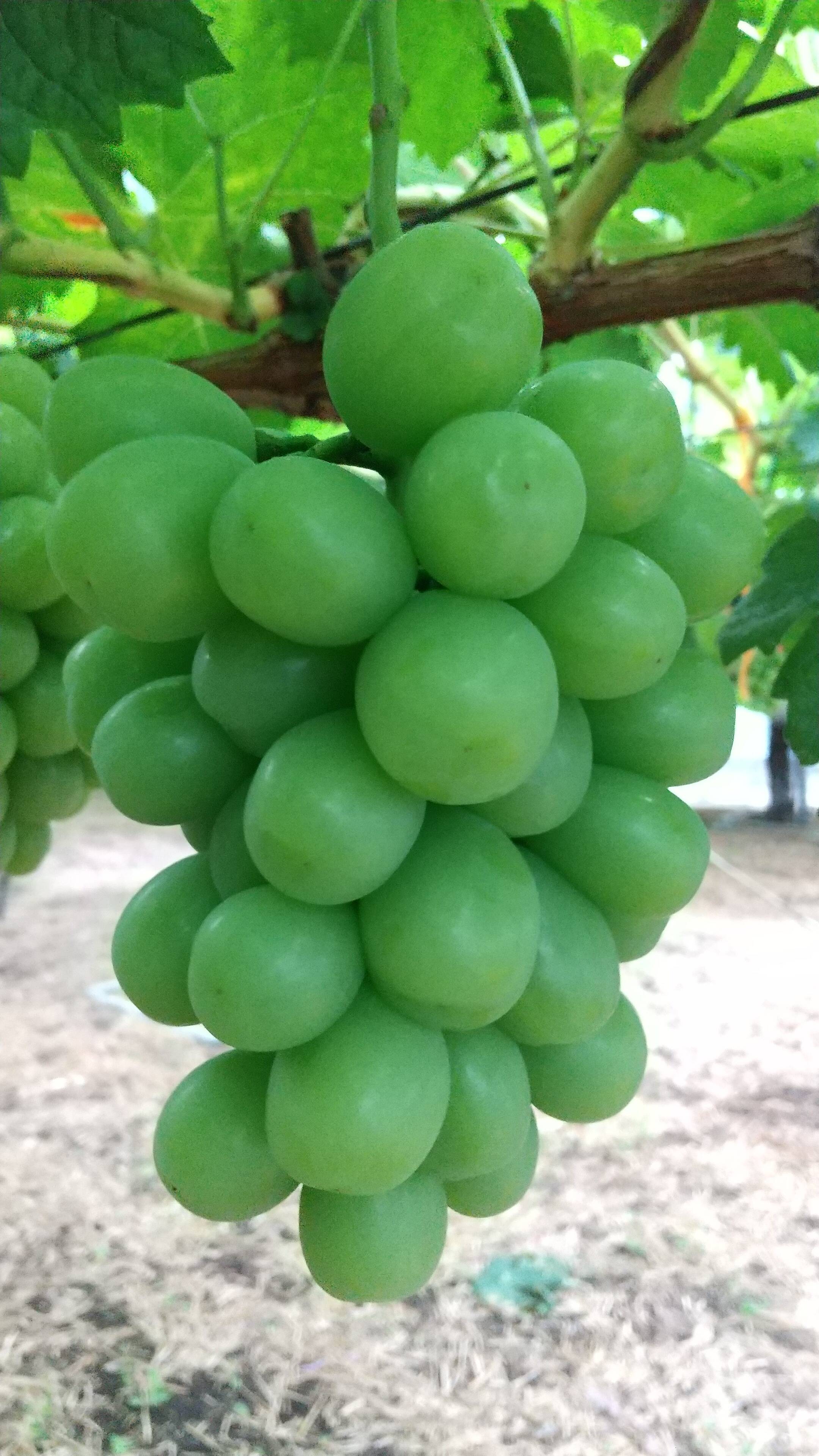 次世代高級ぶどう マスカ サーティン 600g1房：香川県産のマスカ