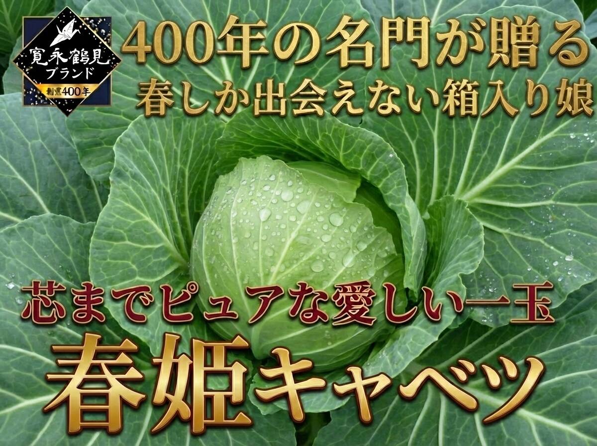 日テレ出演で話題】💡名門が大切に育てた箱入り娘『春姫キャベツ』秘伝