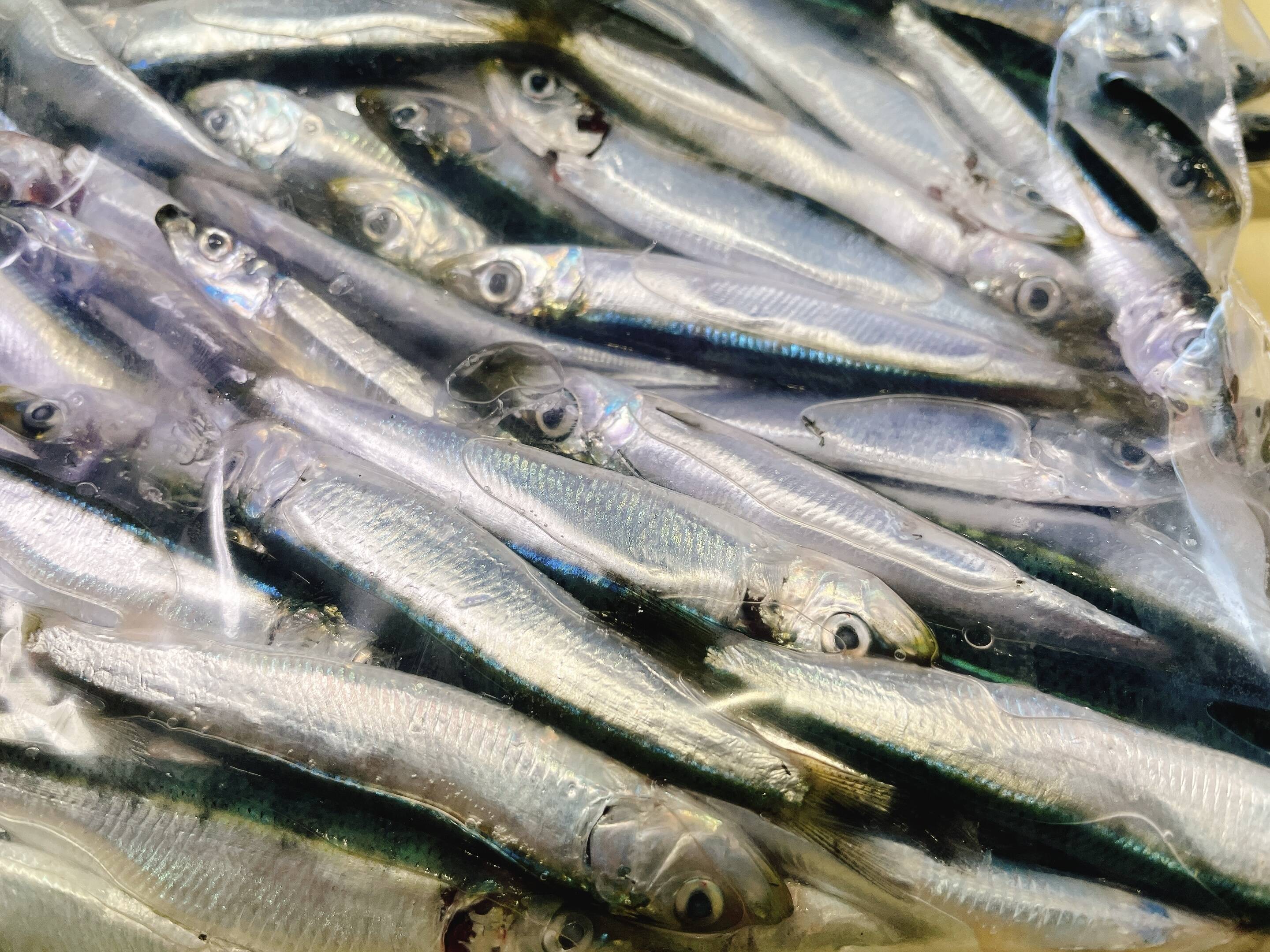 B級品 雑魚1キロセット 鹿児島県産 食べチョク 農家 漁師の産直ネット通販 旬の食材を生産者直送