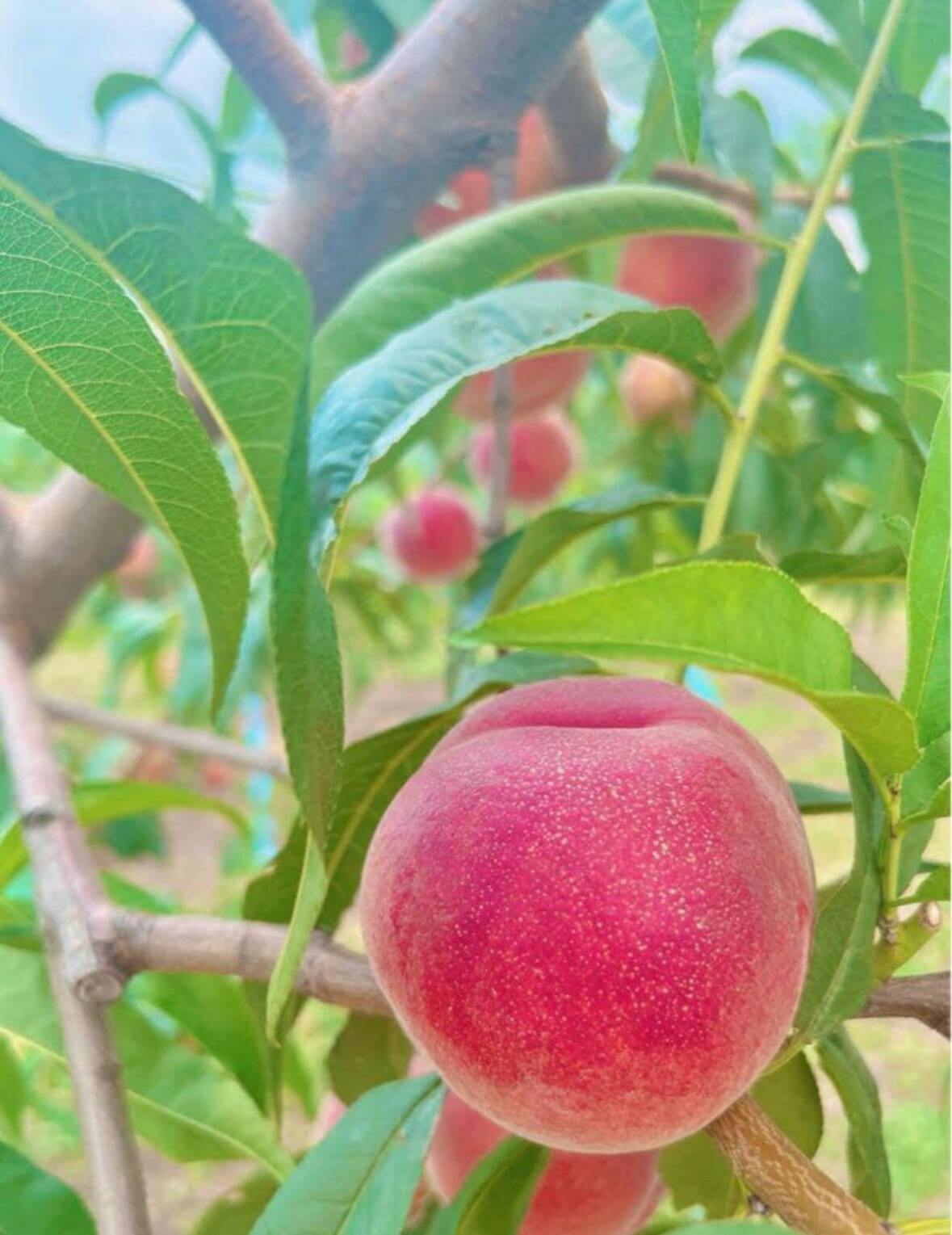 ❤︎ ワッサー 18個入り：長野県産の赤宝｜食べチョク｜産地直送(産直