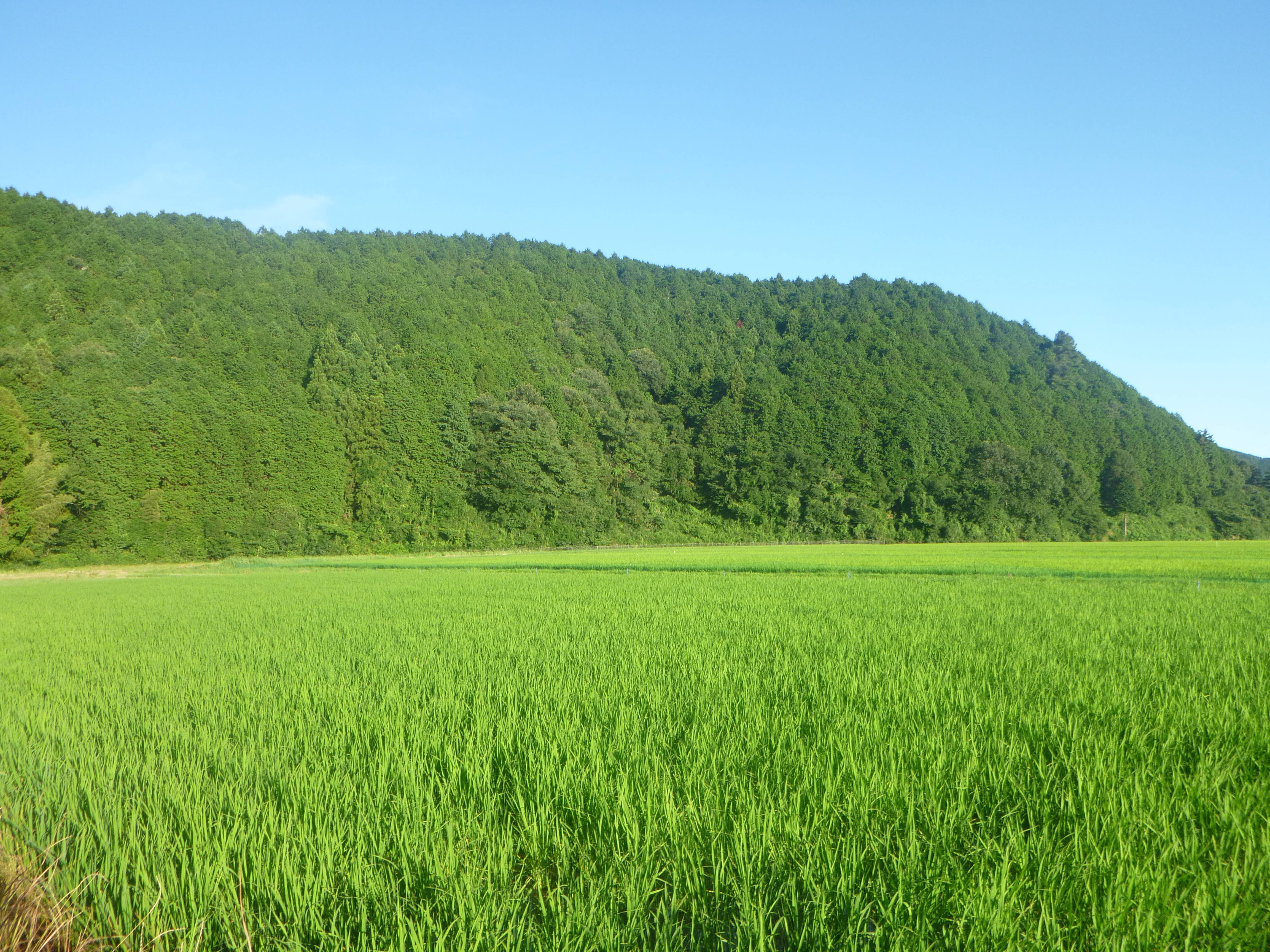 丹波ジェイ農園へのレビュー・商品:兵庫県|食べチョク|産地 丹波ジェイ農園へのレビュー・商品:兵庫県|食べチョク|産地