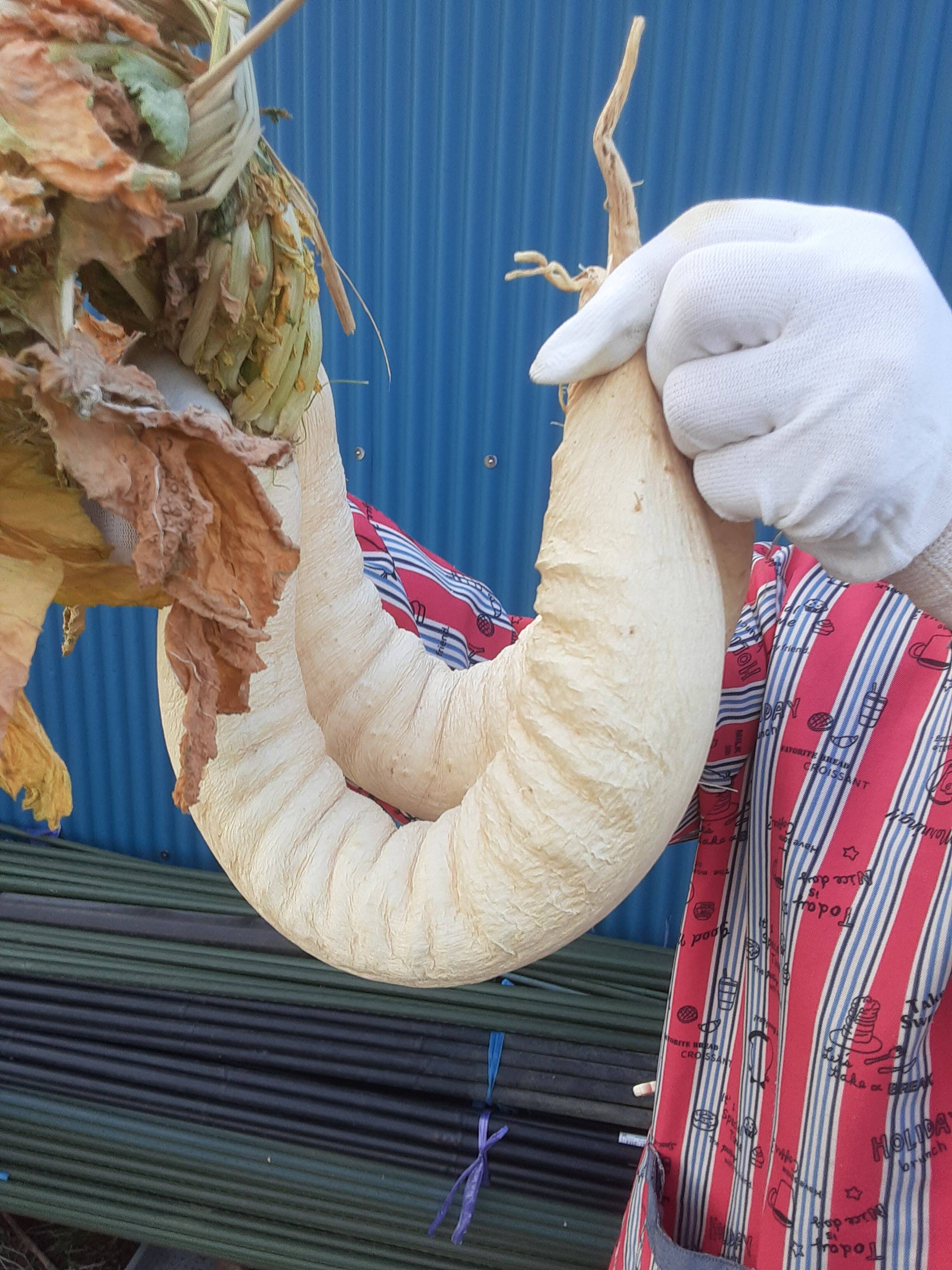 たくあん用干し大根 10本：神奈川県産のドライフード｜食べチョク