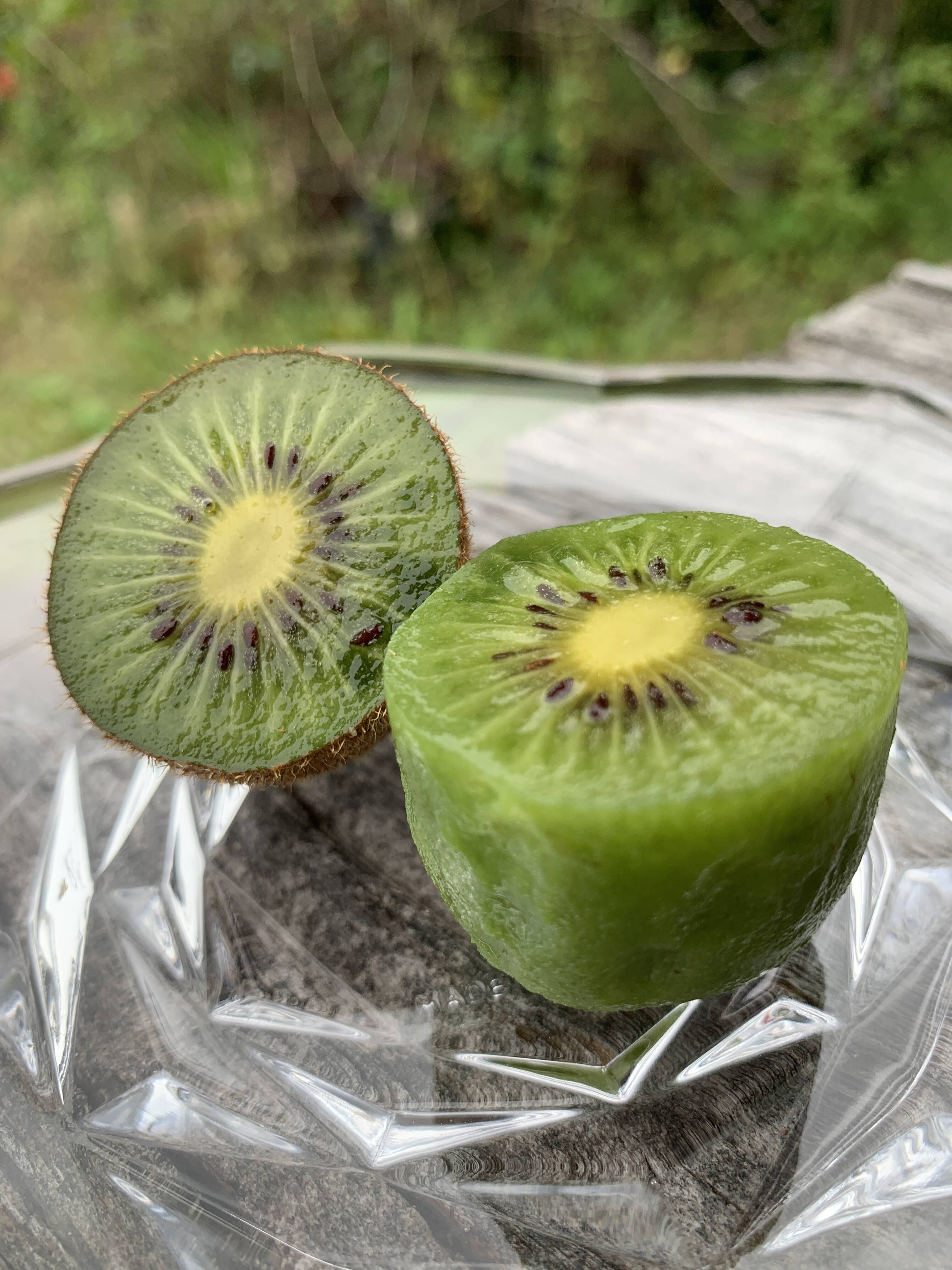 ちょっと珍しいグリーンキウイ（品種アボット）家庭用500g：愛知県産の