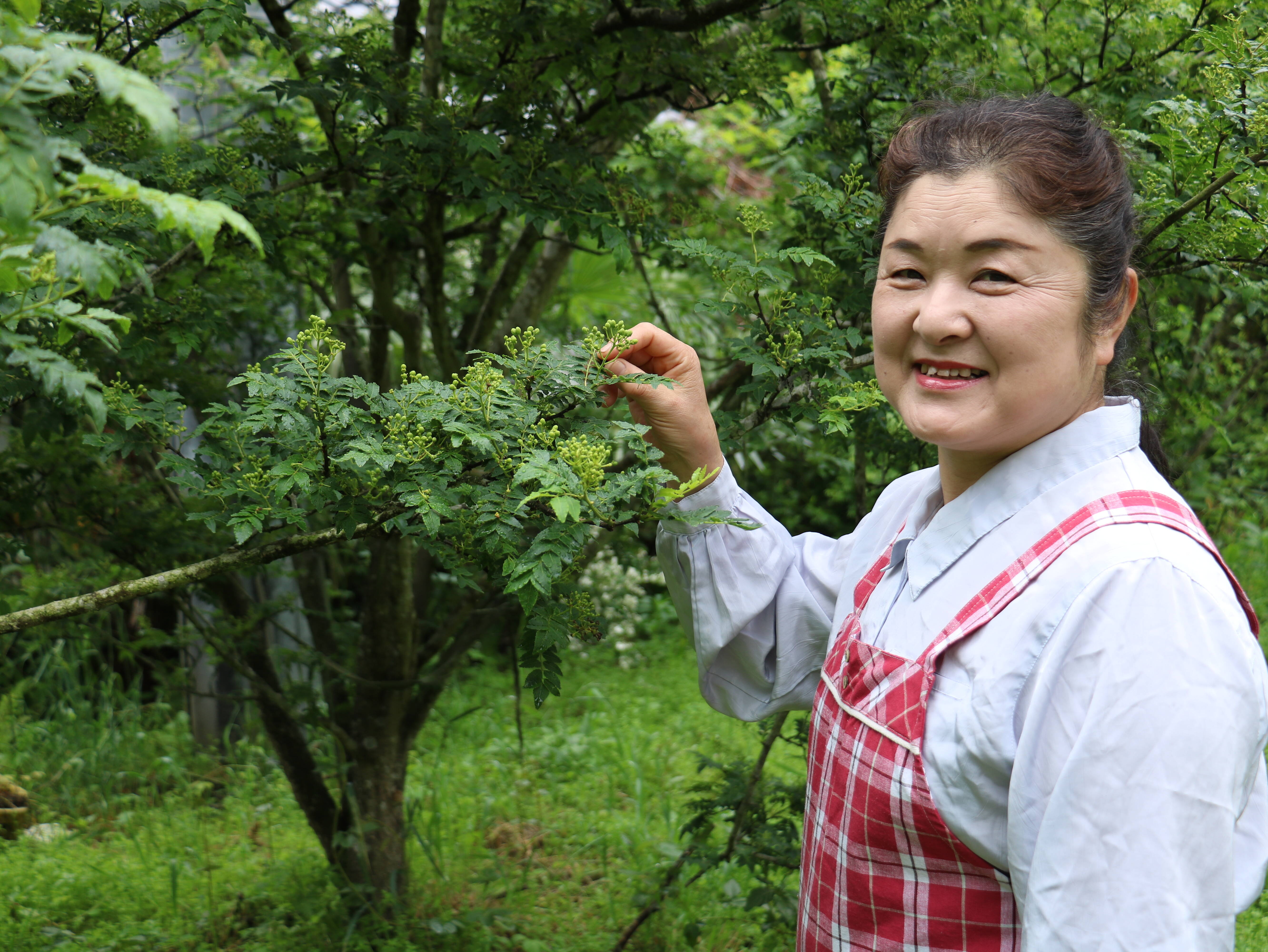 送料割引】最高の痺れ感と爽やかな柑橘の香り 実山椒（生）300ｸﾞﾗﾑ 谷