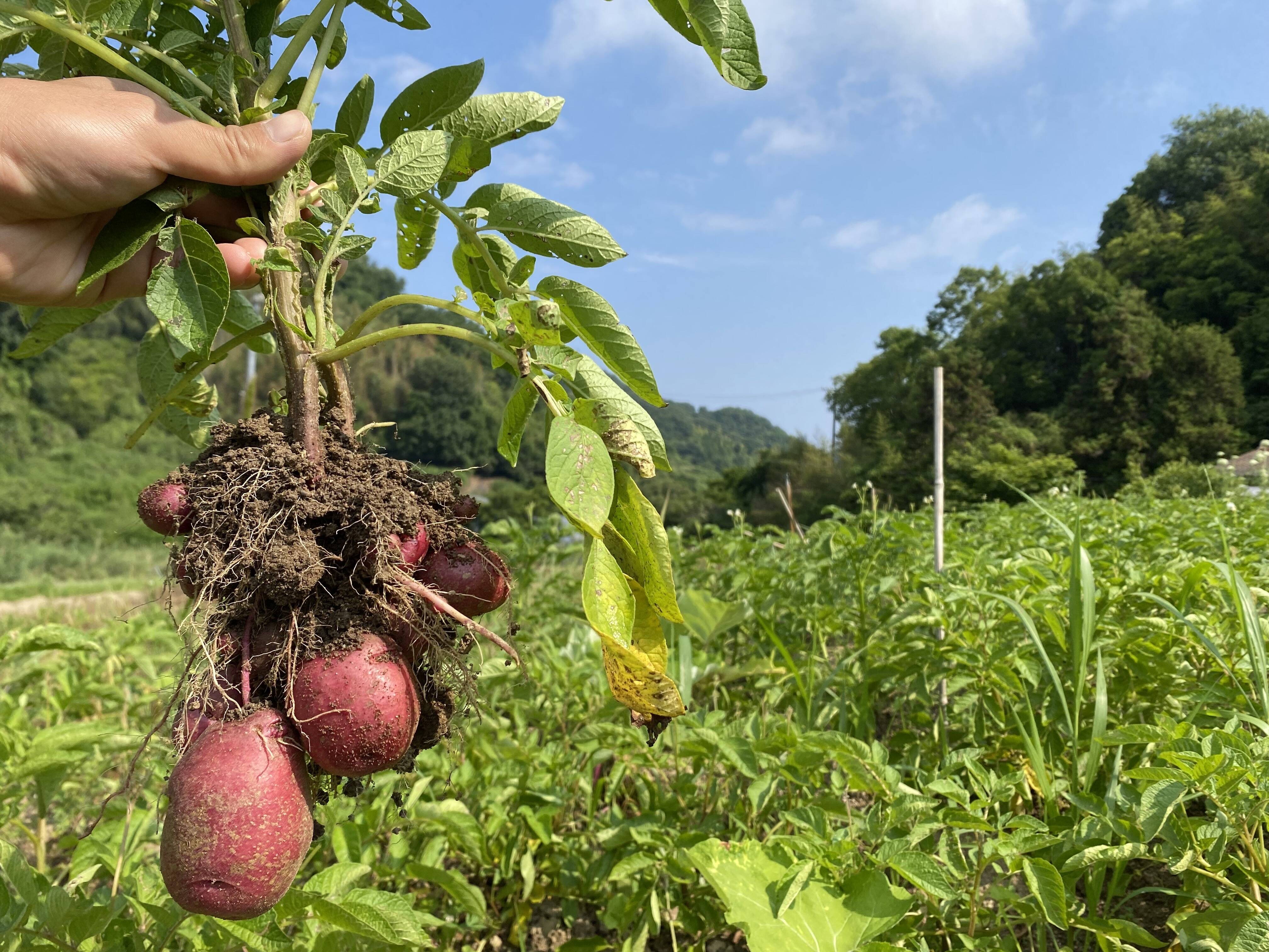 【自然栽培】赤じゃがいも（アンデスレッド）　5kg（農薬・肥料不使用）