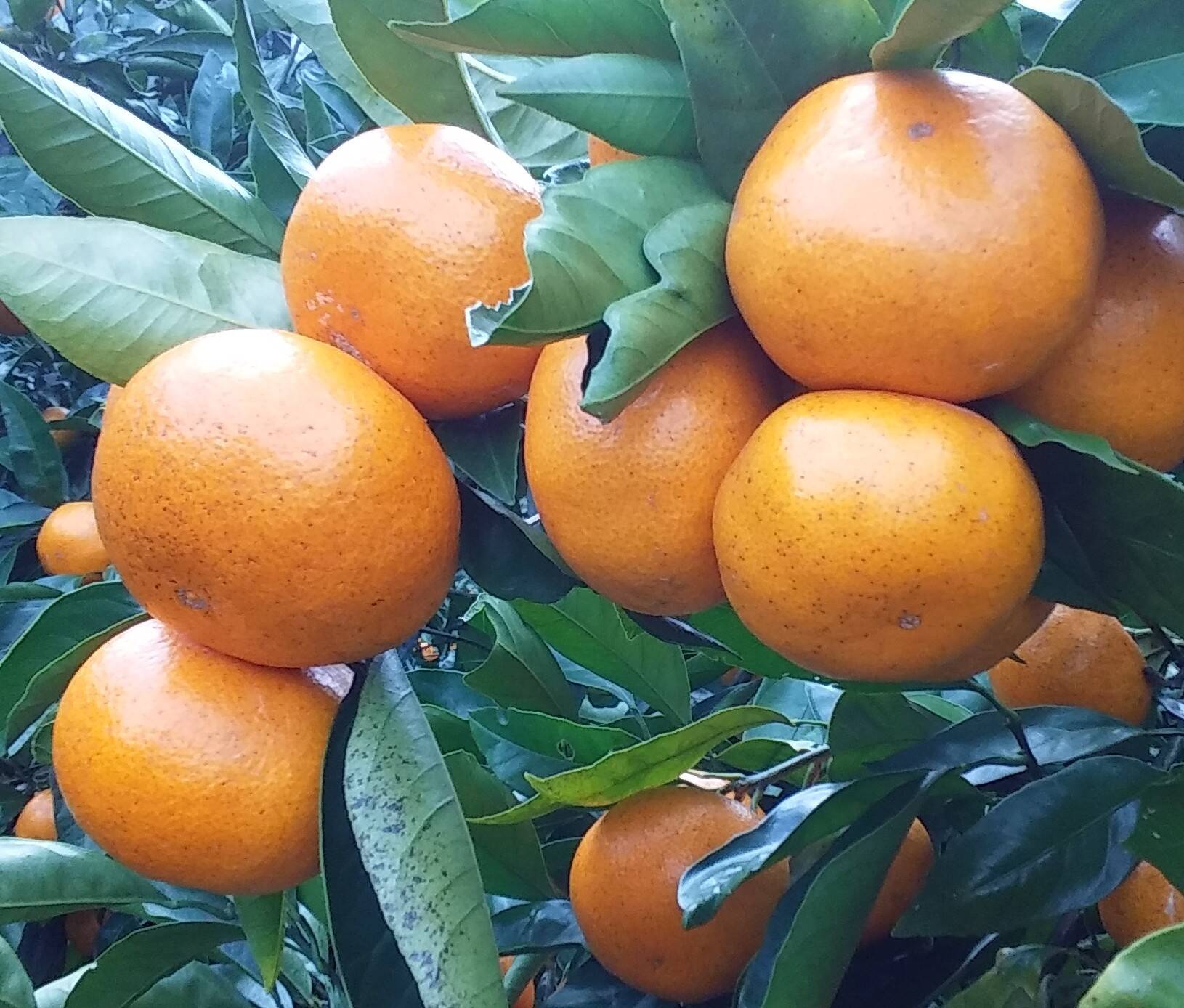 訳あり】田口みかん(ML混在サイズ2kg)和歌山下津産：大阪府産のみかん