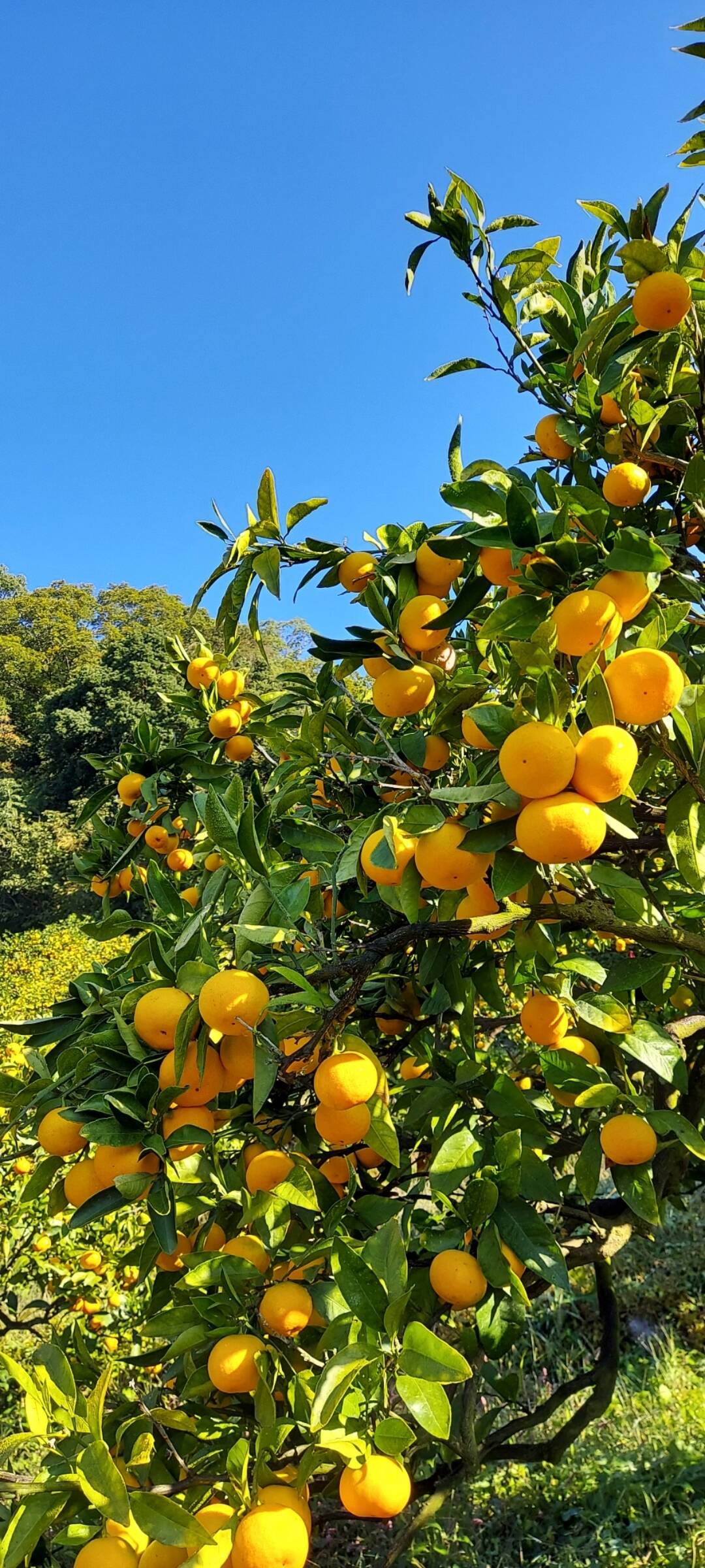 谷 果樹園 谷 浩へのレビュー・商品：和歌山県｜食べチョク｜産地直送