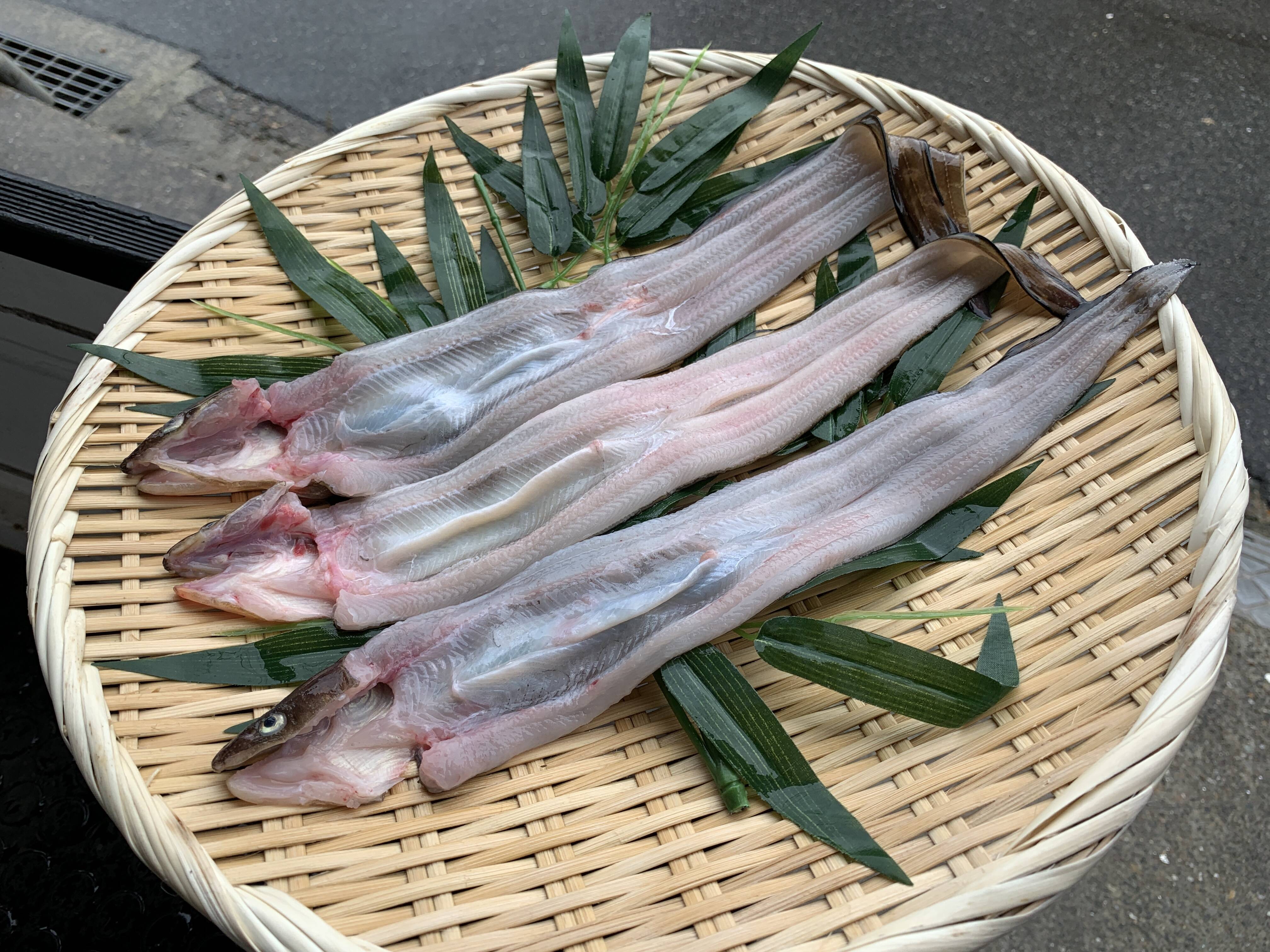 明石名物 天然穴子 大 3匹セットでお届け とても肉厚でボリューム満点 兵庫県産 食べチョク 農家 漁師の産直ネット通販 旬の食材を生産者直送