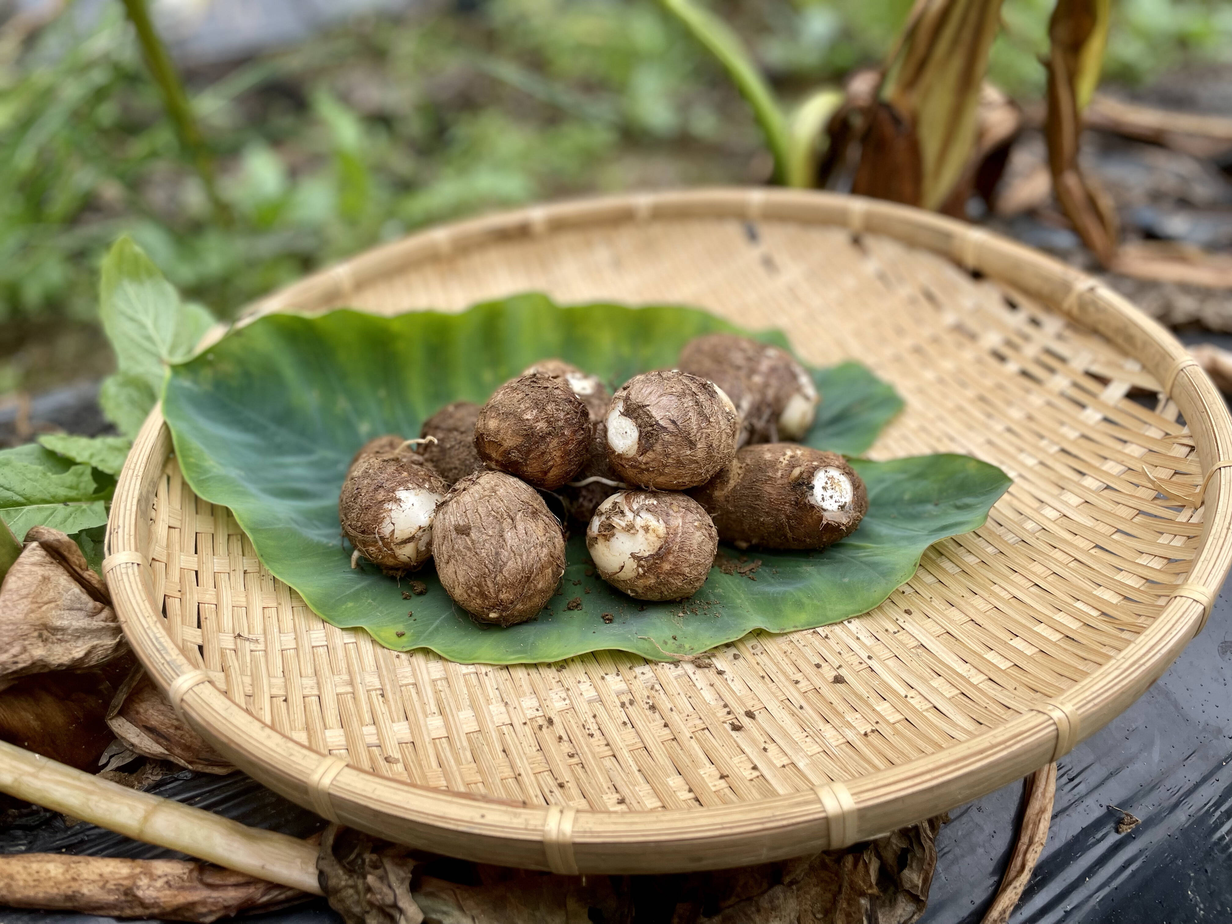 ねっとり甘〜い！ 里芋（サトイモ 子宝） 小さめ 1kg [農薬・化学肥料不使用]：山口県産の里芋｜食べチョク｜産地直送(産直)お取り寄せ通販 -  農家・漁師から旬の食材を直送