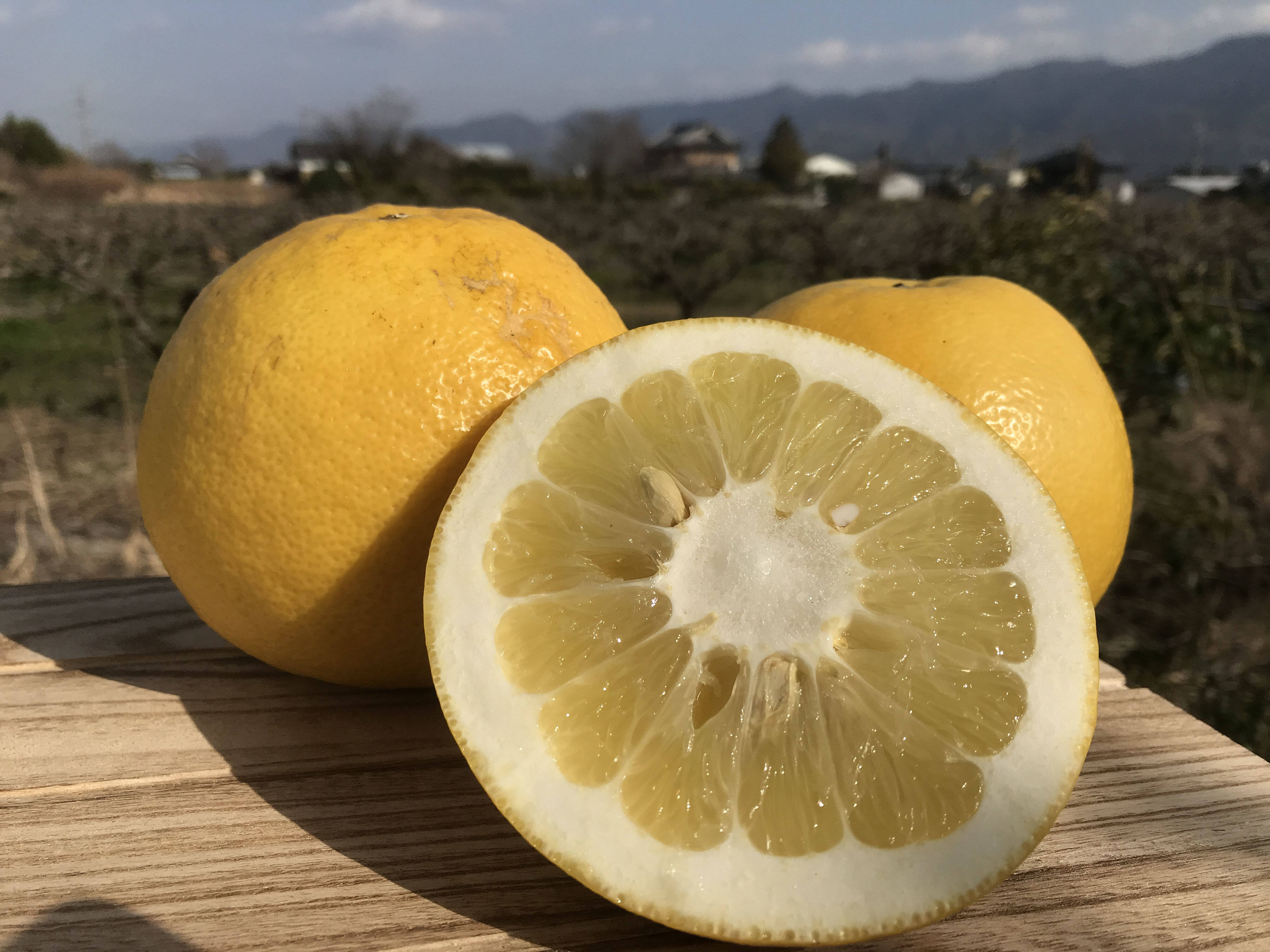極少量生産の文旦 約3kg（正味）：和歌山県産のみかん・柑橘類｜食べ