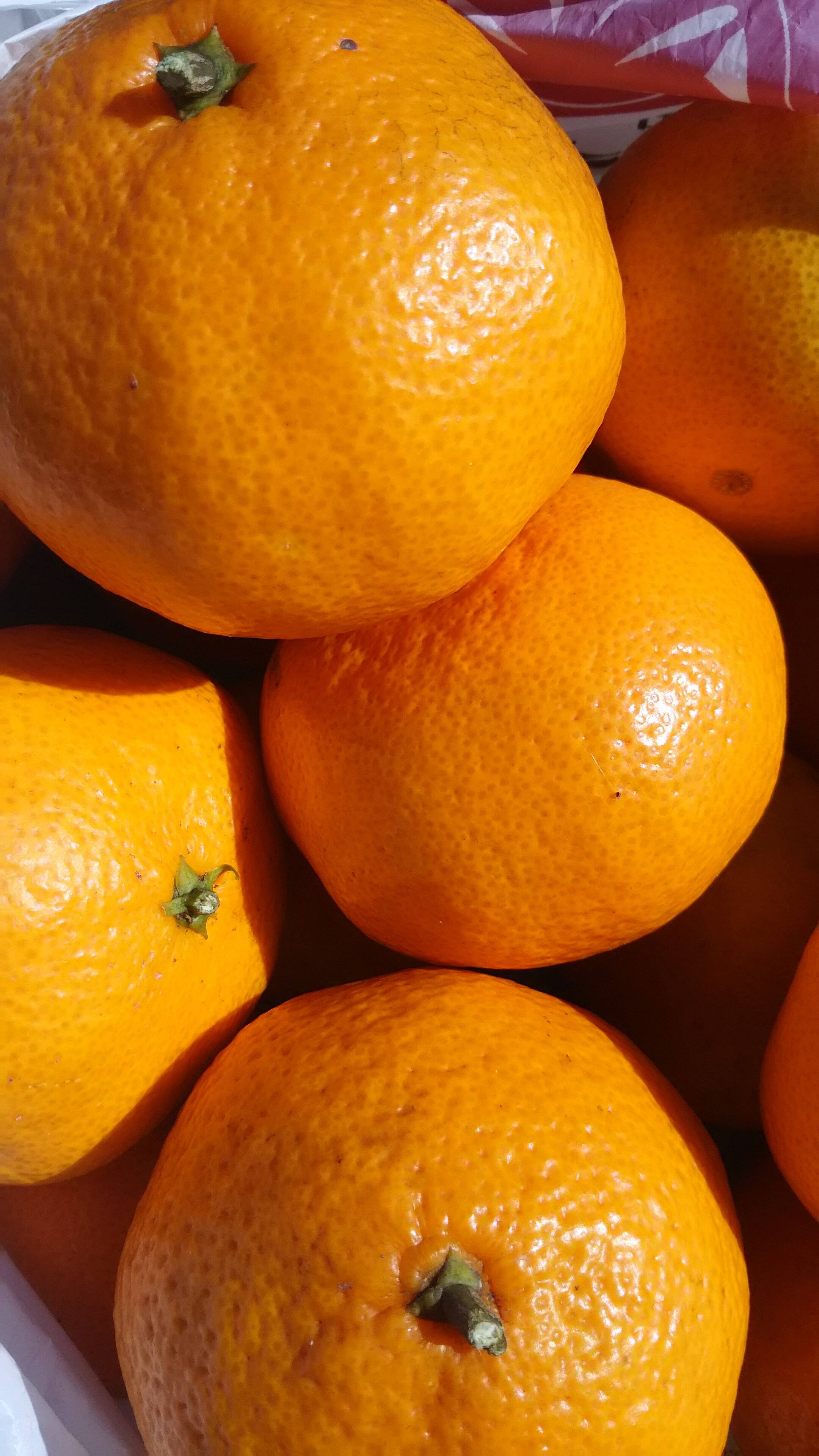 ジュワッ🍊🍊🍊❗❗【数量限定❗❗】子供に食べさせたい😋🎵✨✨✨自然