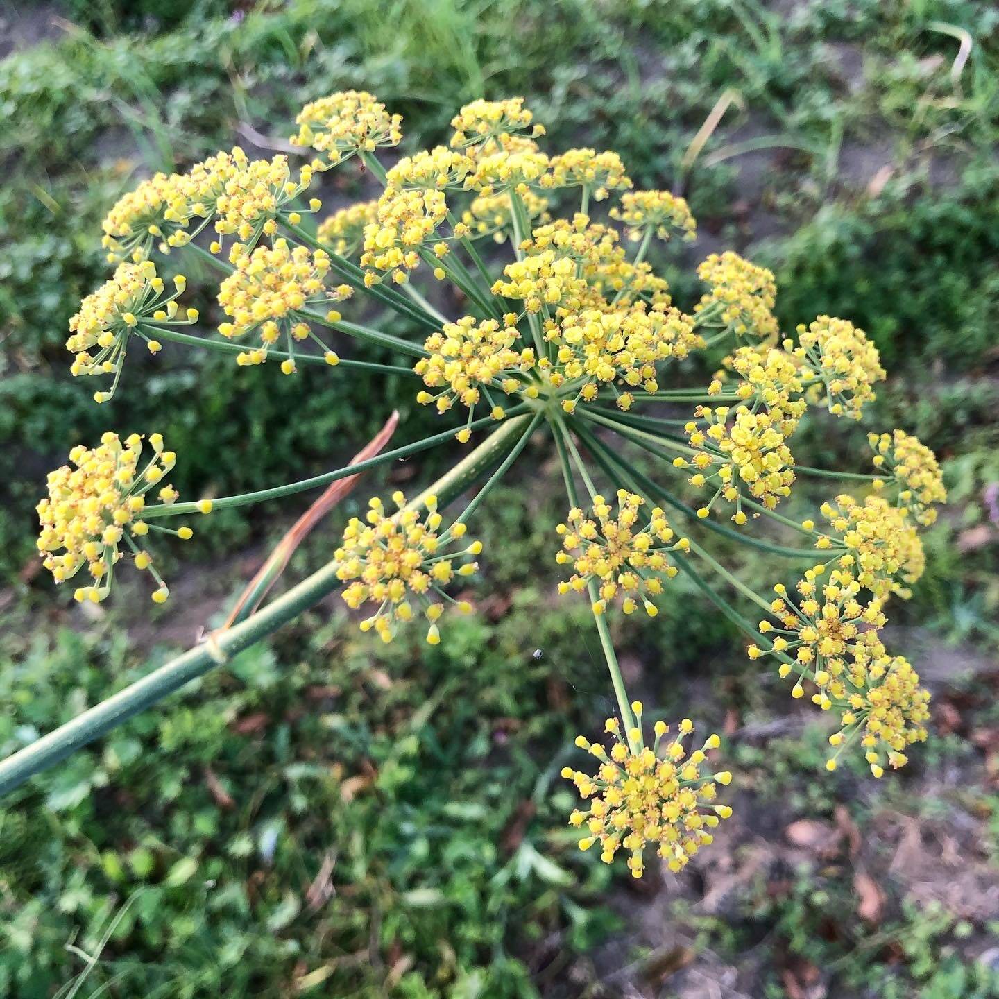フェンネルの花 食べチョク 産地直送 産直 お取り寄せ通販 農家 漁師から旬の食材を直送 フェンネルの花 食べチョク 産地直送 産直 お取り寄せ通販 農家 漁師から旬の食材を直送