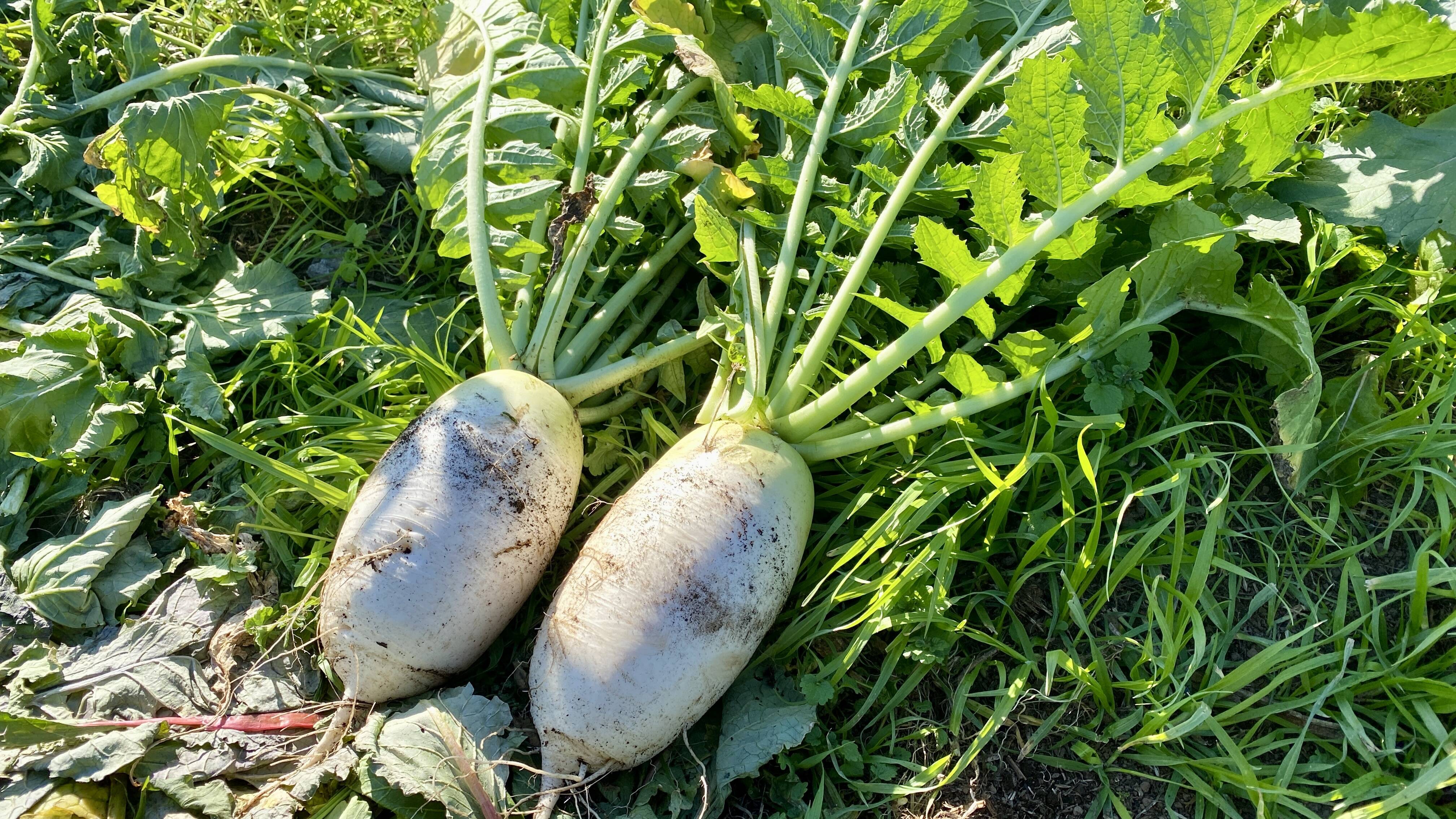 からいね赤 箱込み5kg 辛味大根 千葉県産 化学農薬不使用 - 野菜