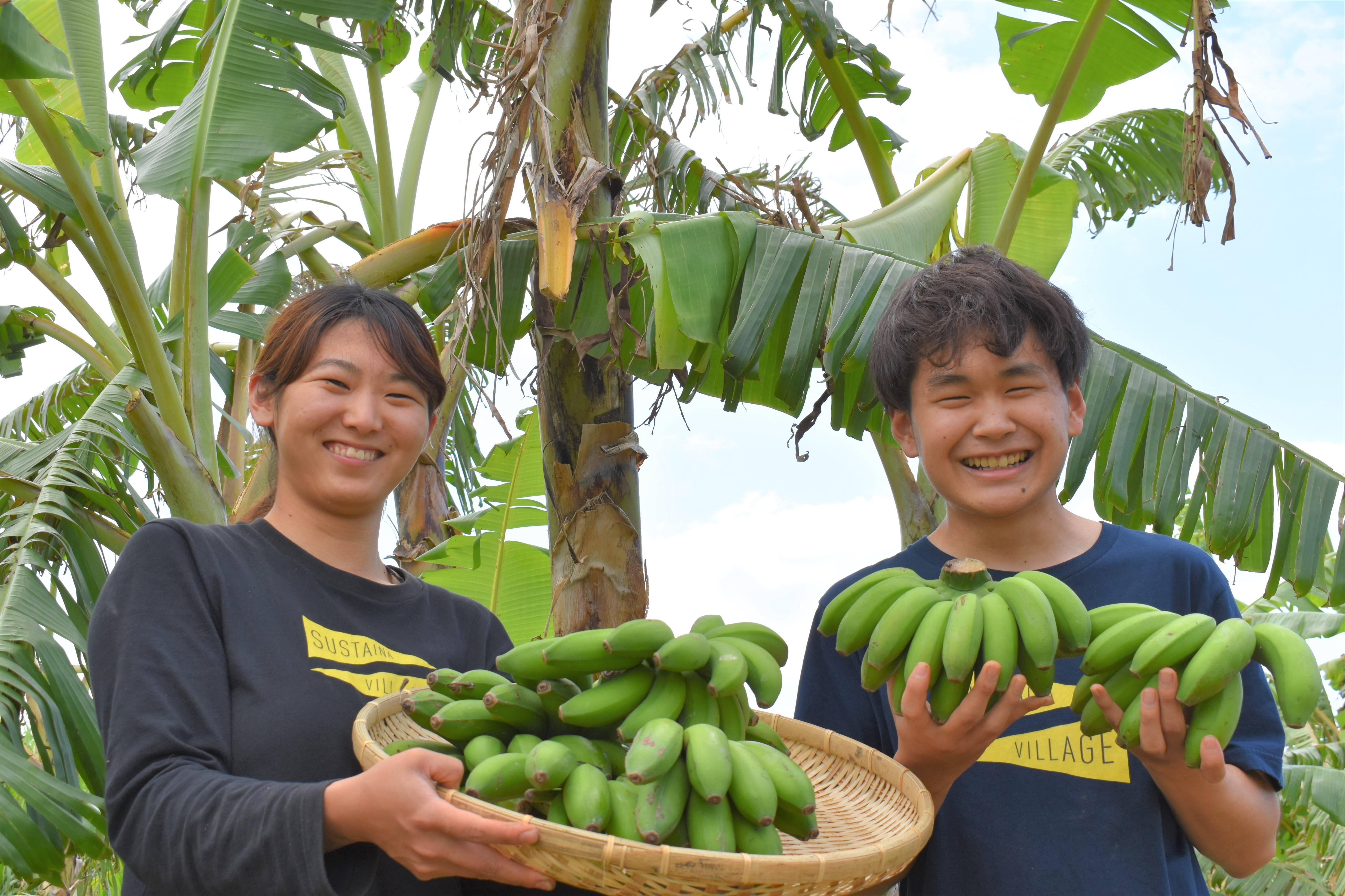 希少沖縄本島北部 やんばる産地直送！ ナムワバナナと島バナナの最強セット！ 果物