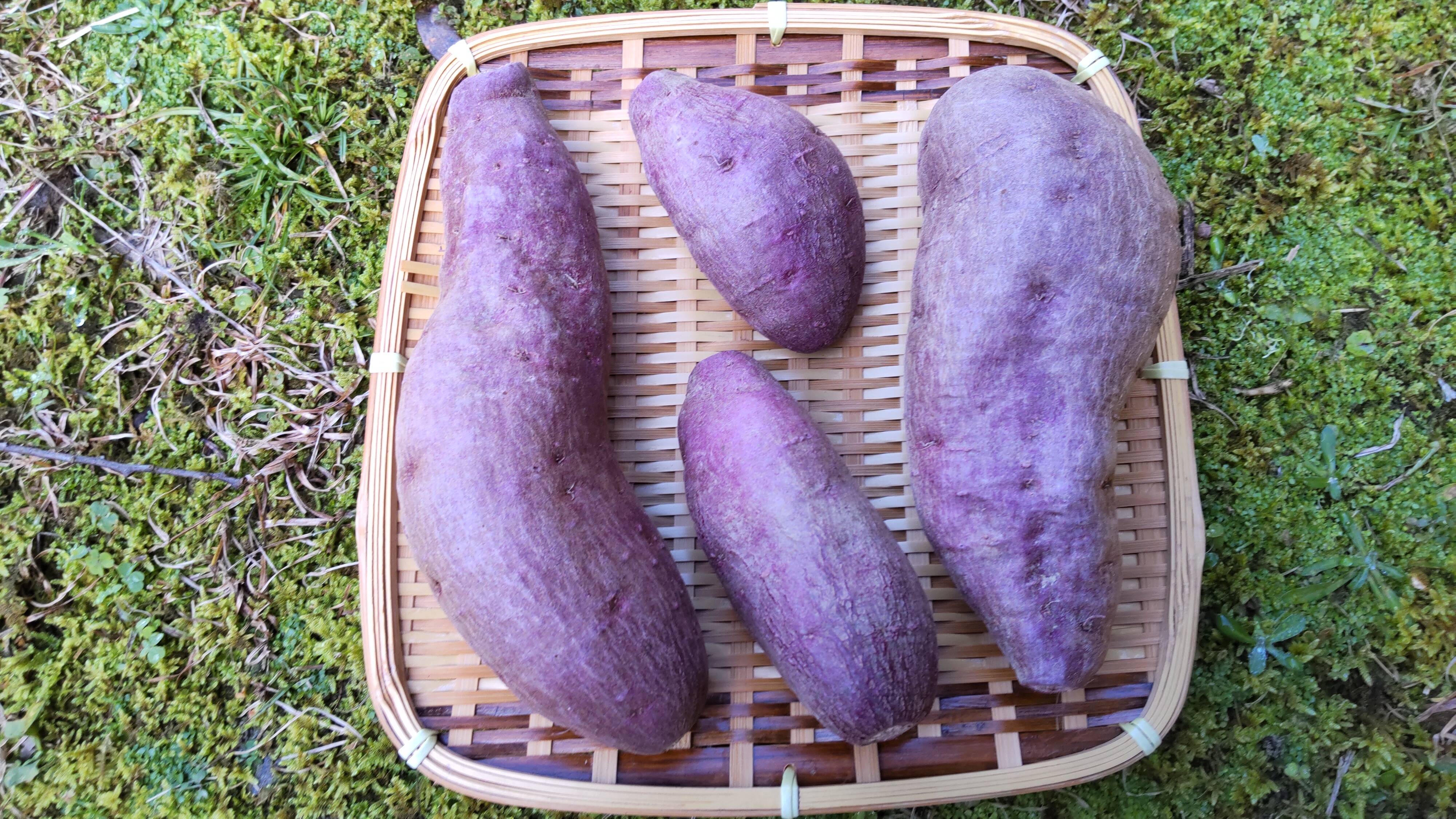 昔ながらの素朴な紫さつまいも「エイムラサキ」3キロ：高知県産の