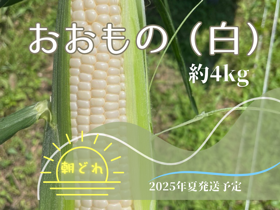 とうもろこしページ 北海道産 とうもろこし 未来コーン／11～13本 4.8kg | TBS