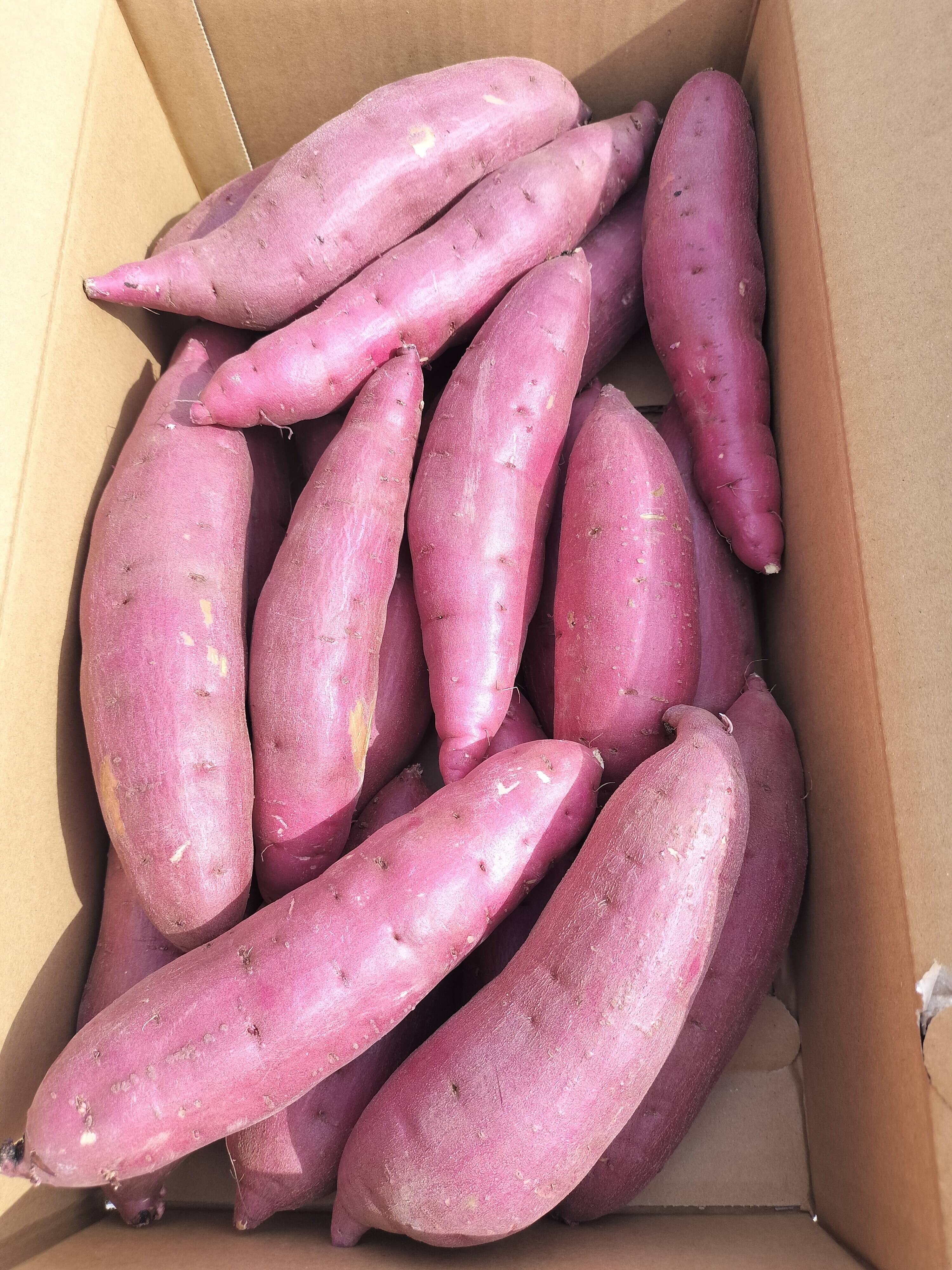 紅はるか】茂賀屋のさつま芋 約5kg：茨城県産のべにはるか｜食べチョク