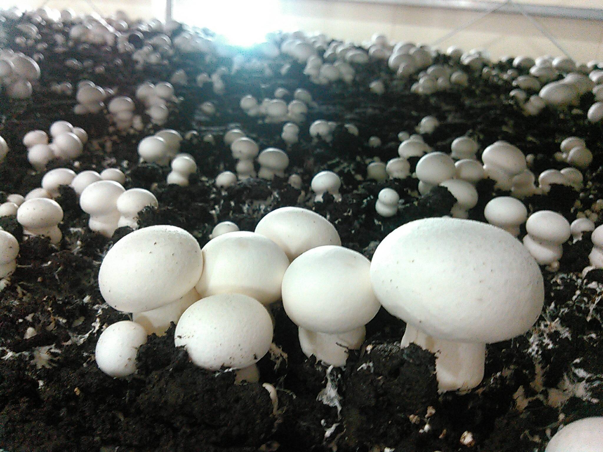 料理王国100選2024