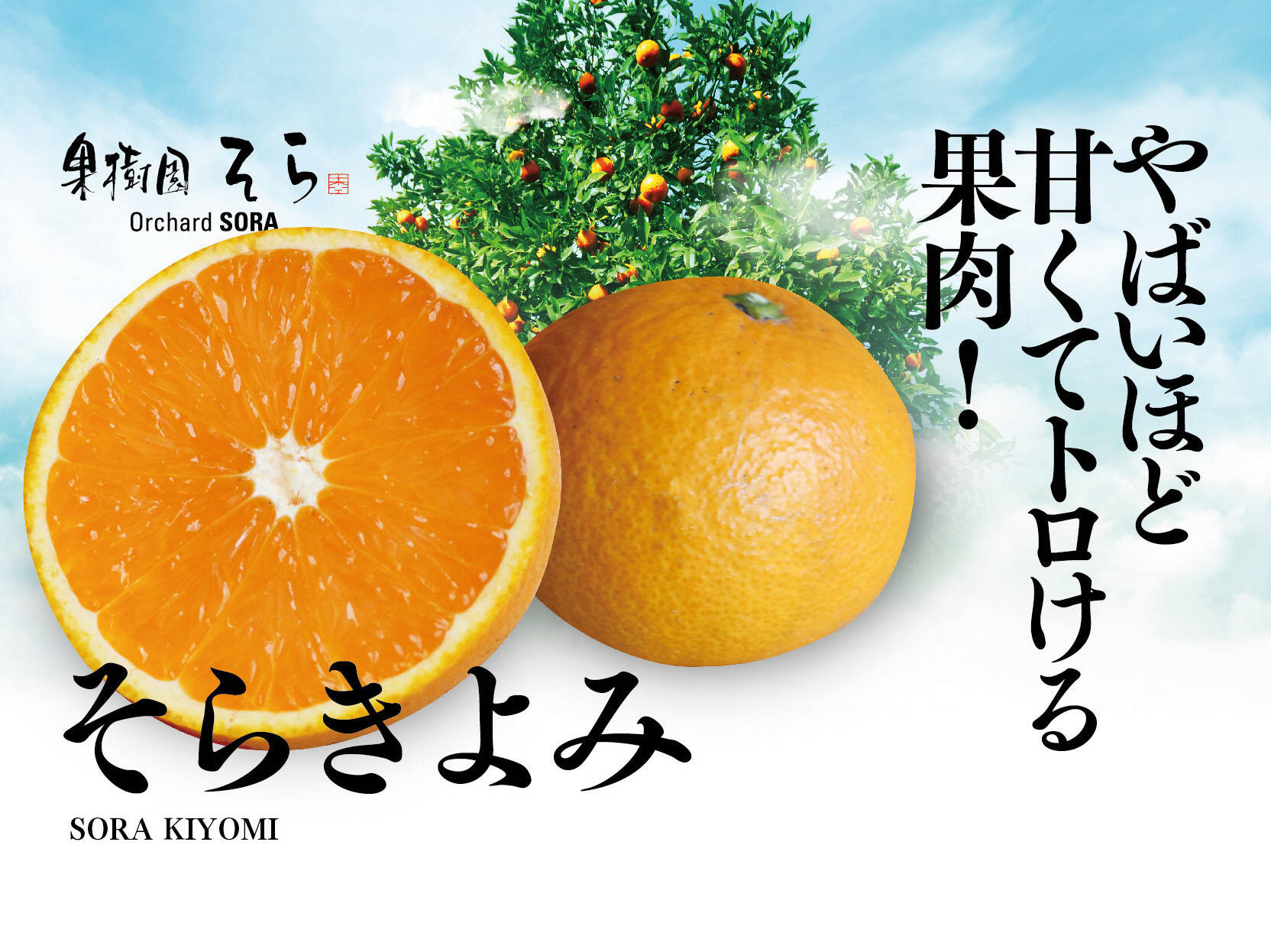 清見みかん 訳あり 3kg 和歌山県産 清見オレンジ 旬の果物 - 果物