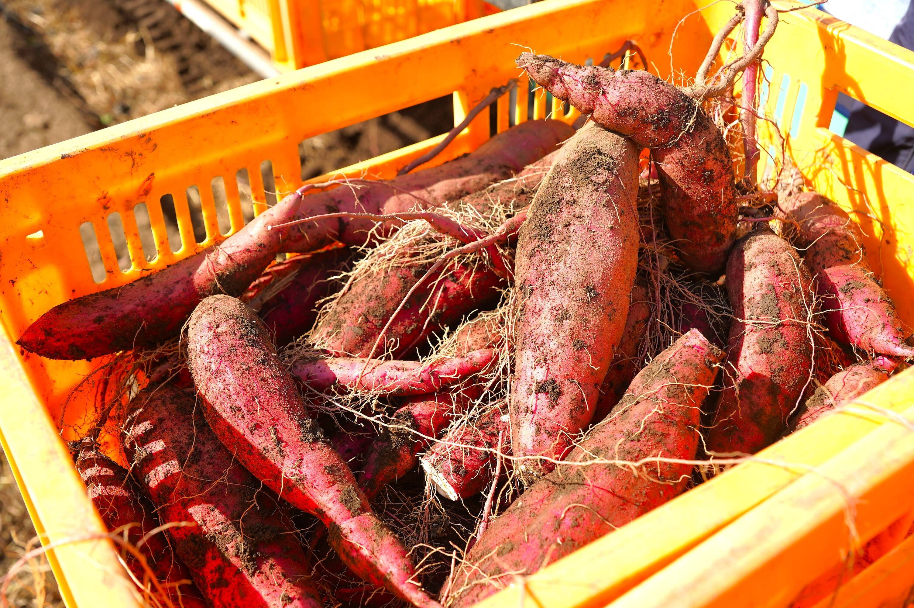 収穫後50日以上熟成済み！紅はるか、栗かぐや、すずほっくり詰合わせ5