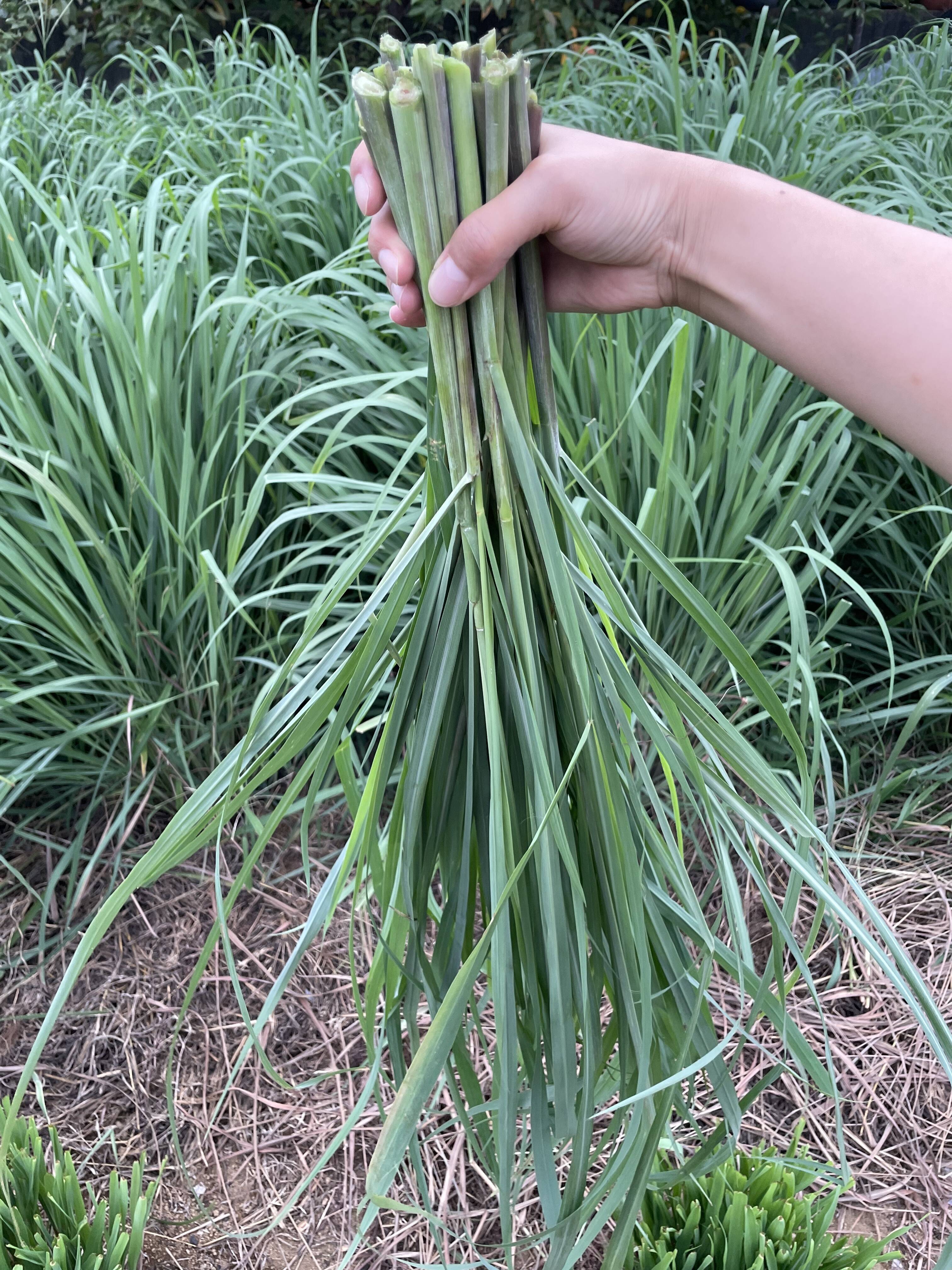 500g 1,500円👨‍🌾👩‍🌾旬！採れたて！新鮮！自然栽培！レモングラス🍋：東京都産のレモングラス｜食べチョク｜産地直送(産直)お取り寄せ通販  - 農家・漁師から旬の食材を直送