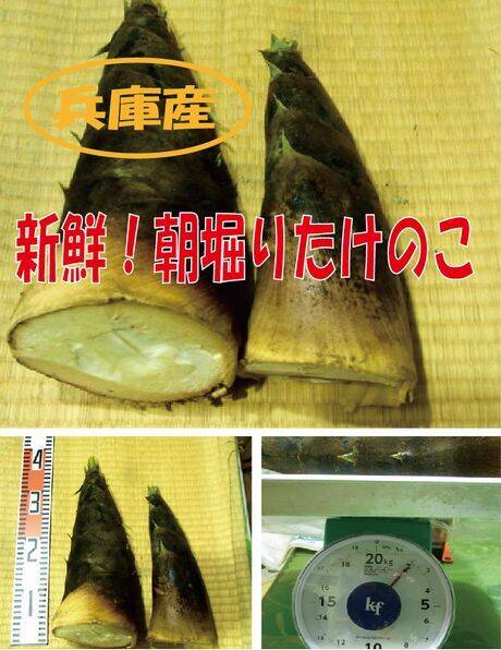 最短発送】兵庫産朝掘りたけのこ2．0kg ②：兵庫県産のその他