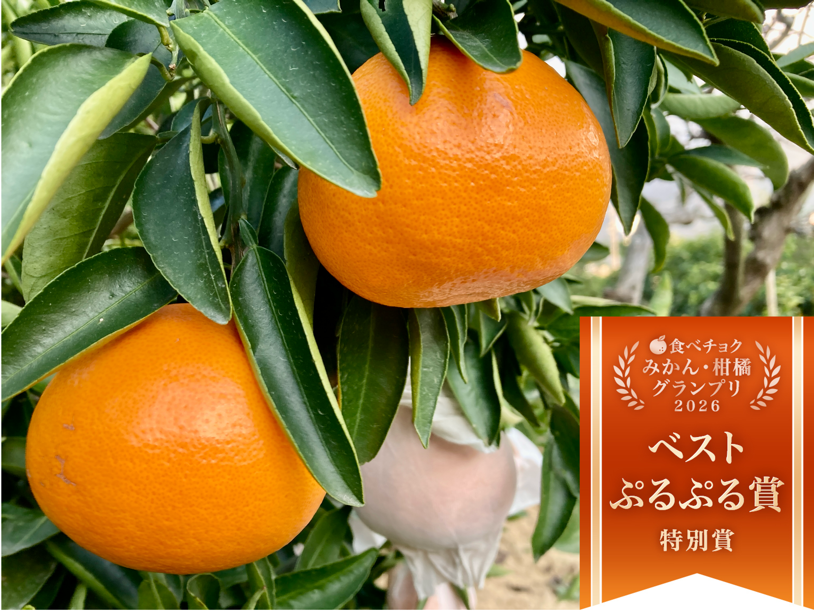 せとか」ご家庭用 M~2Lサイズ大小混合 2kg（箱込み）：和歌山県産の